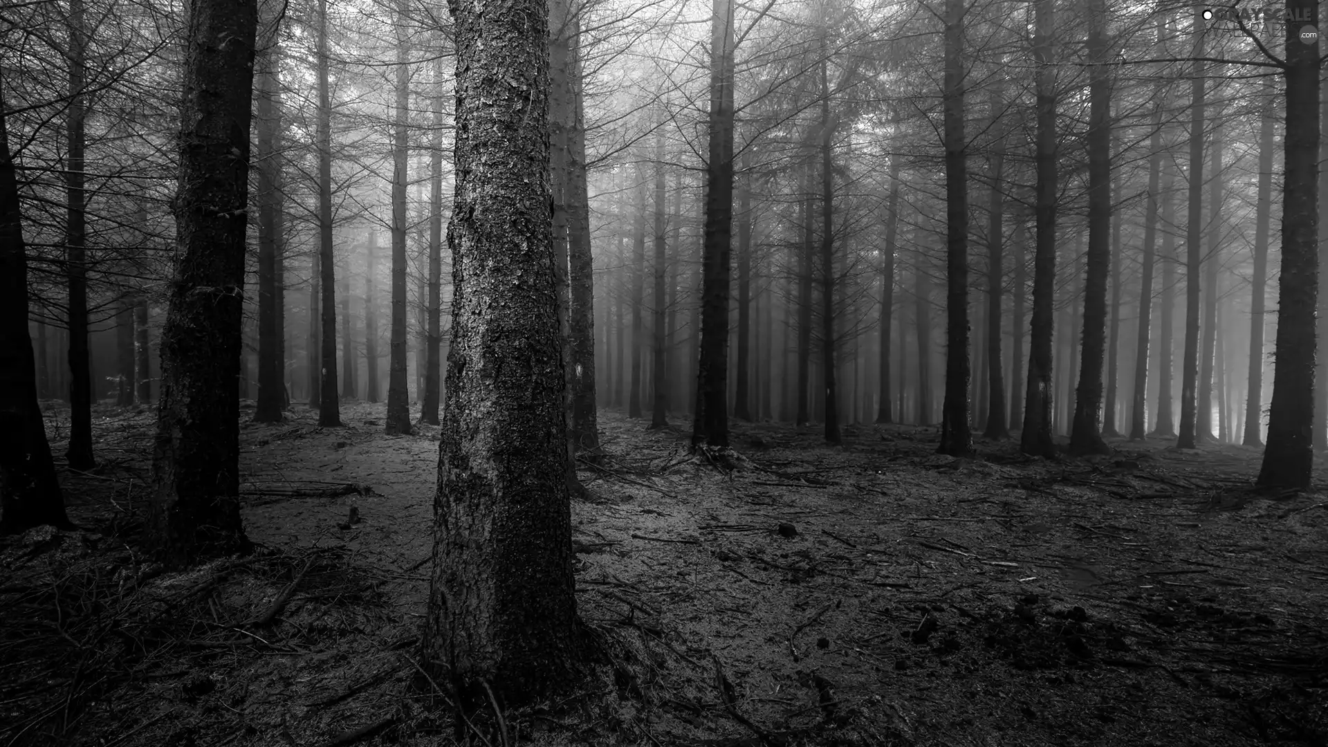 forest, viewes, Fog, trees