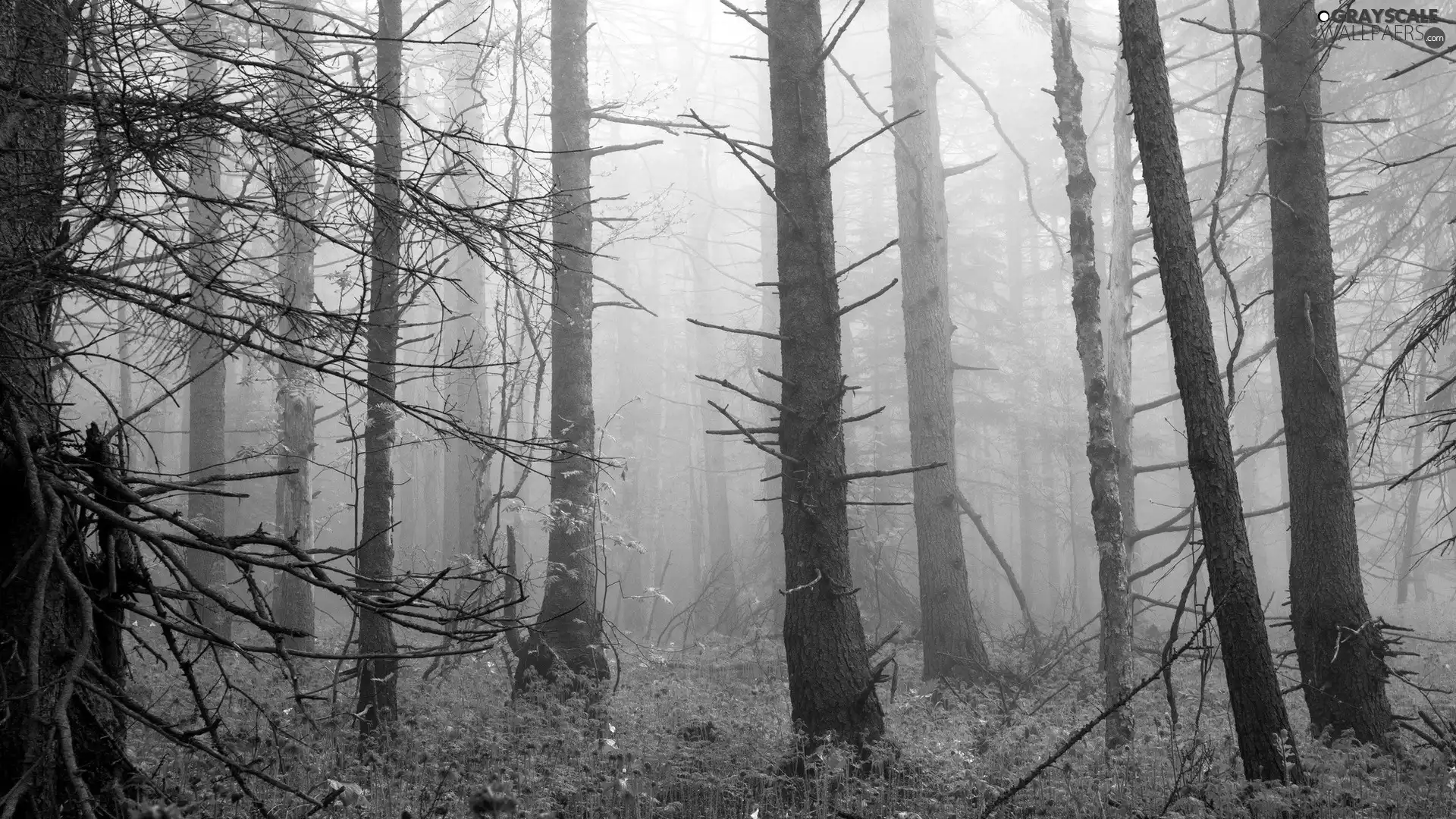 forest, viewes, Fog, trees