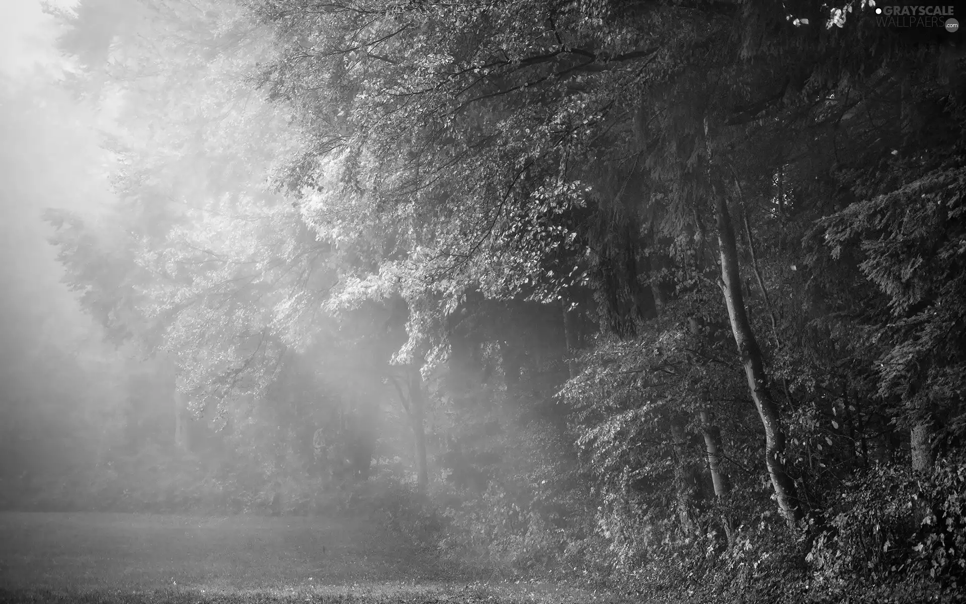 forest, viewes, Fog, trees