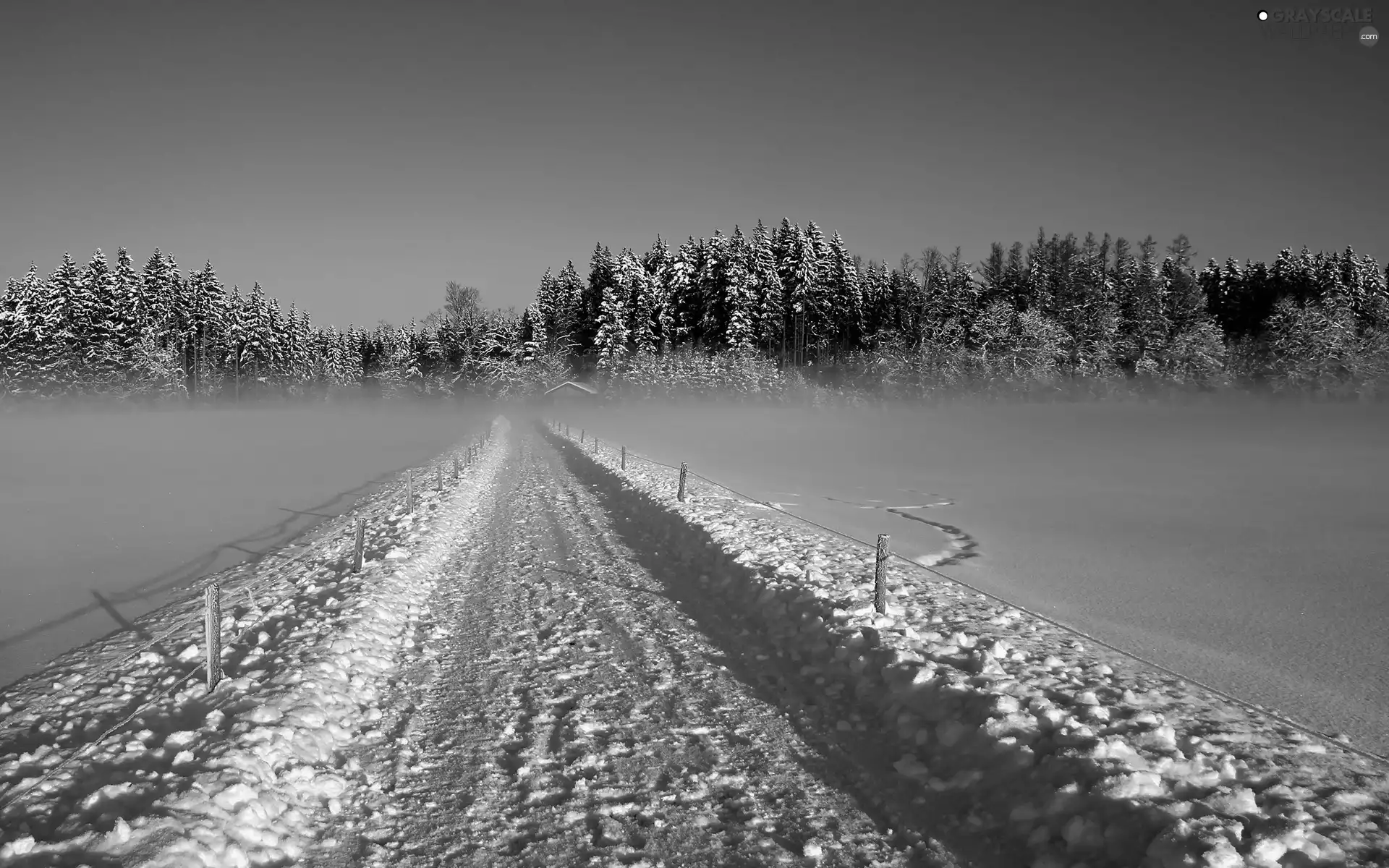Fog, forest, Way, Field, winter