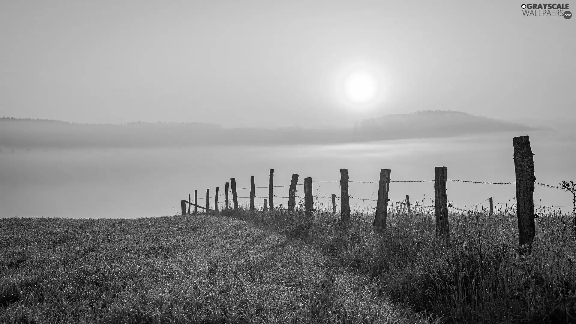 Meadow, Fog, Great Sunsets, fence