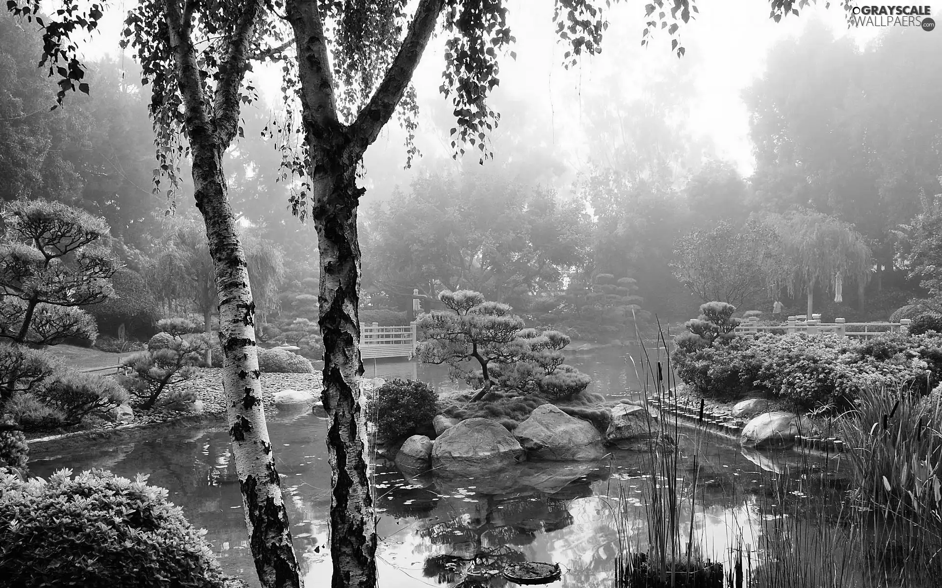 japanese, morning, Fog, Garden