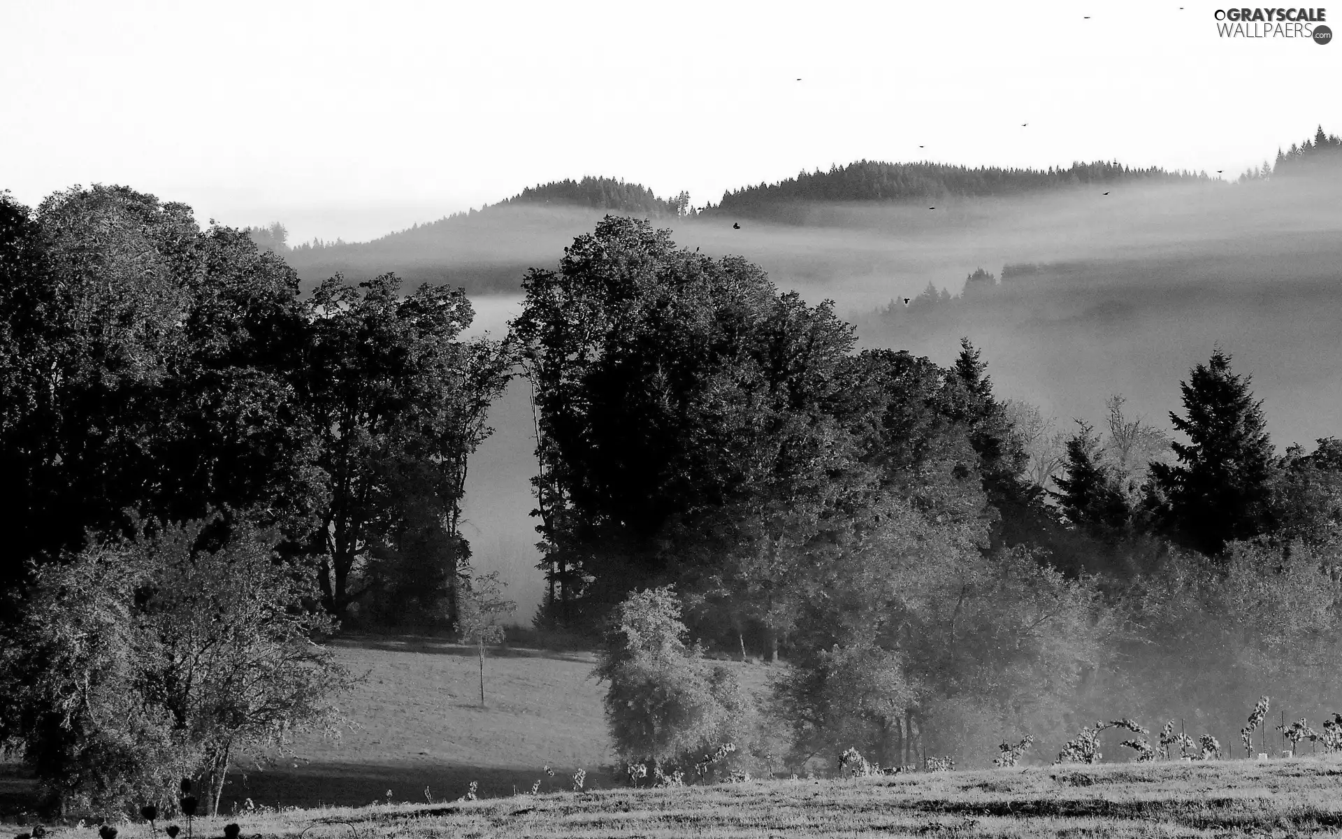 Fog, forest, Meadow