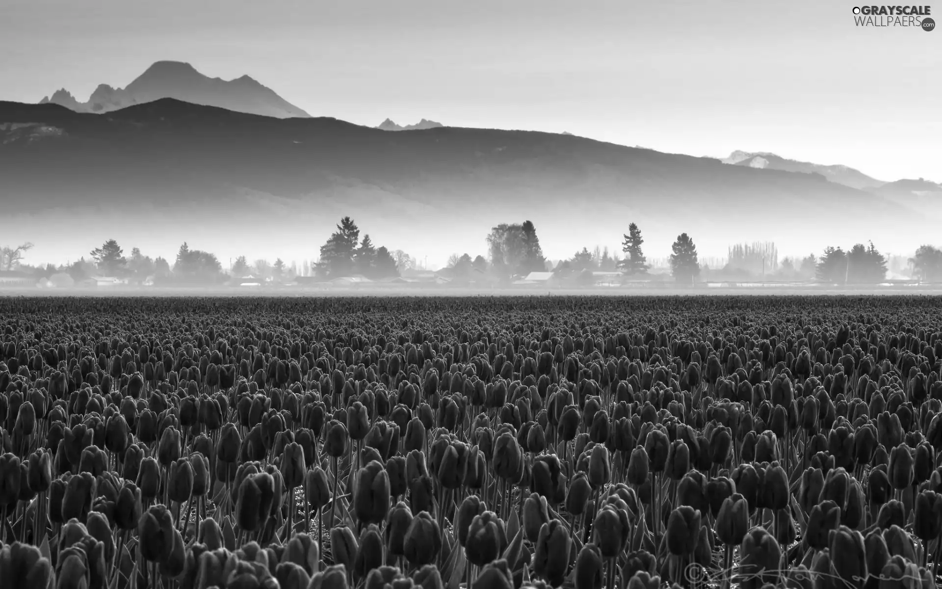 Fog, morning, tulips, Mountains, Field