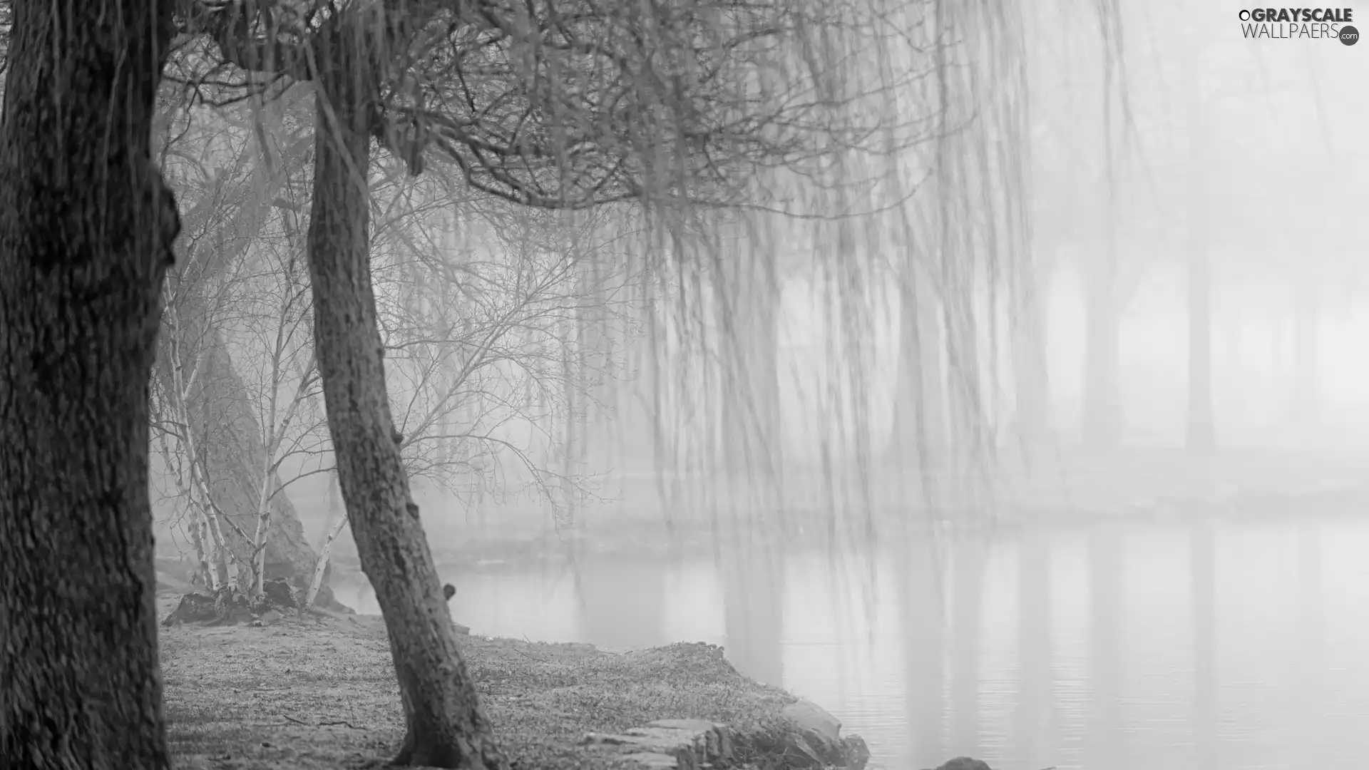 Fog, Park, Morning