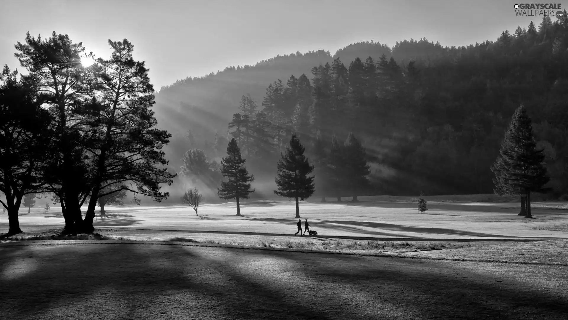 Fog, Park, morning