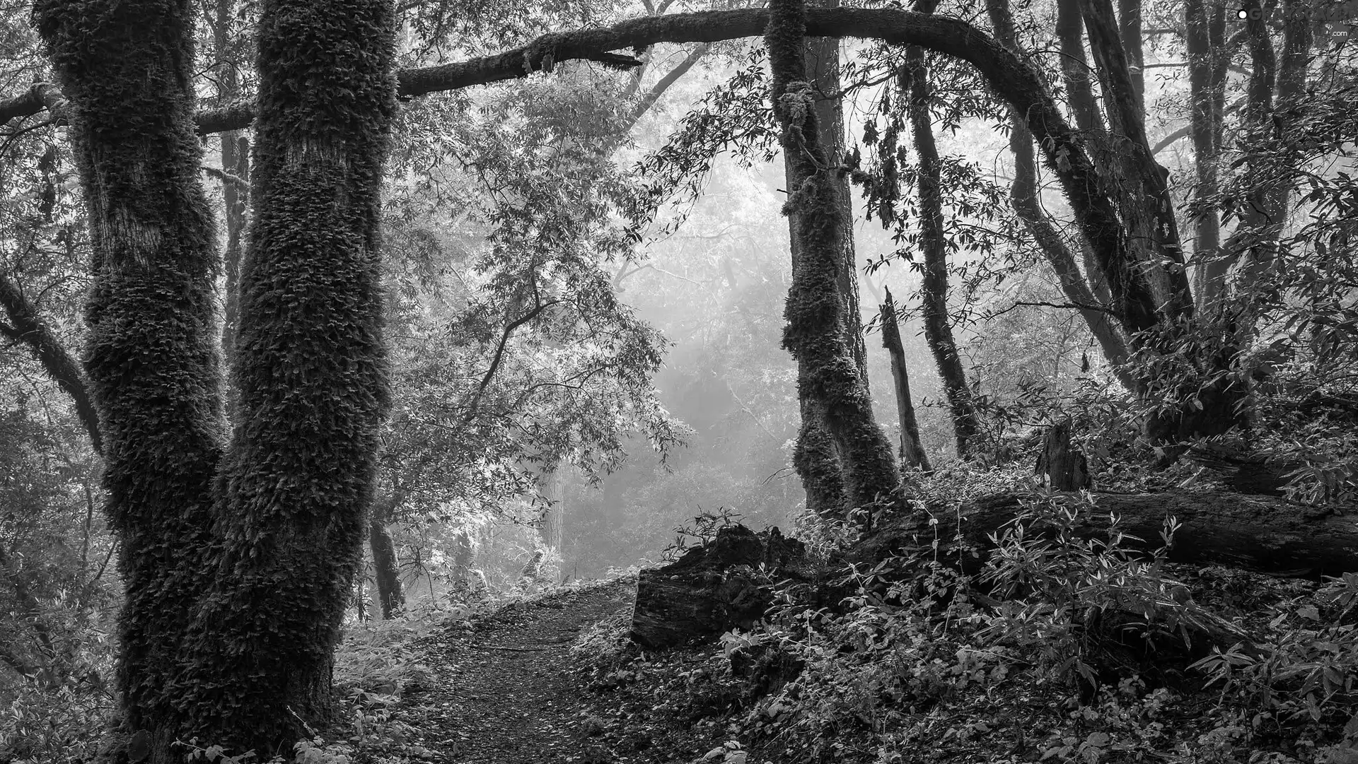 trees, forest, Plants, Fog, viewes, mossy
