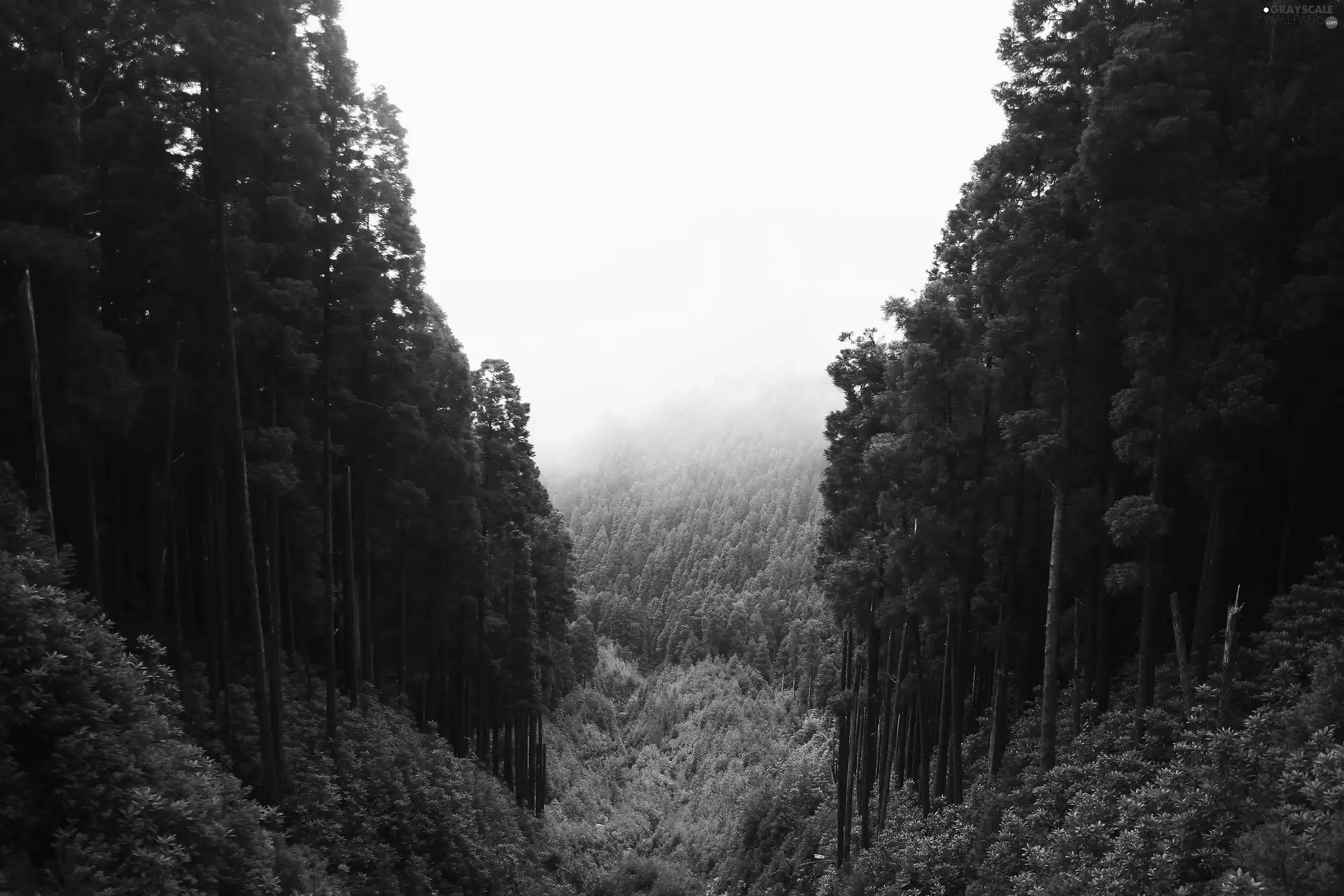 Fog, forest, Mountains