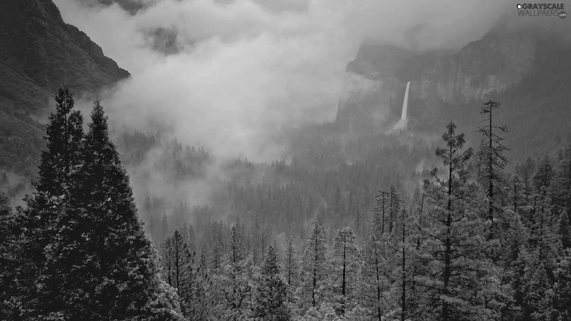 Fog, forest, Mountains