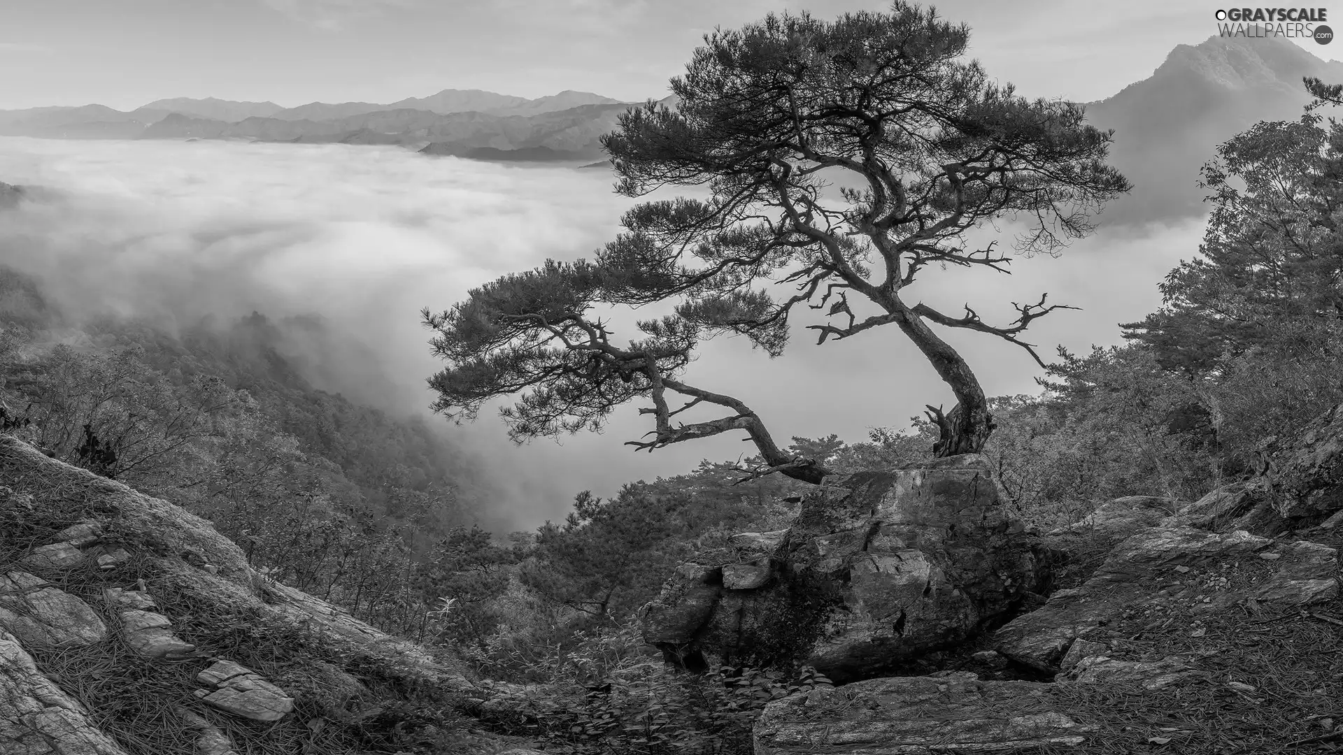 Mountains, rocks, pine, Fog