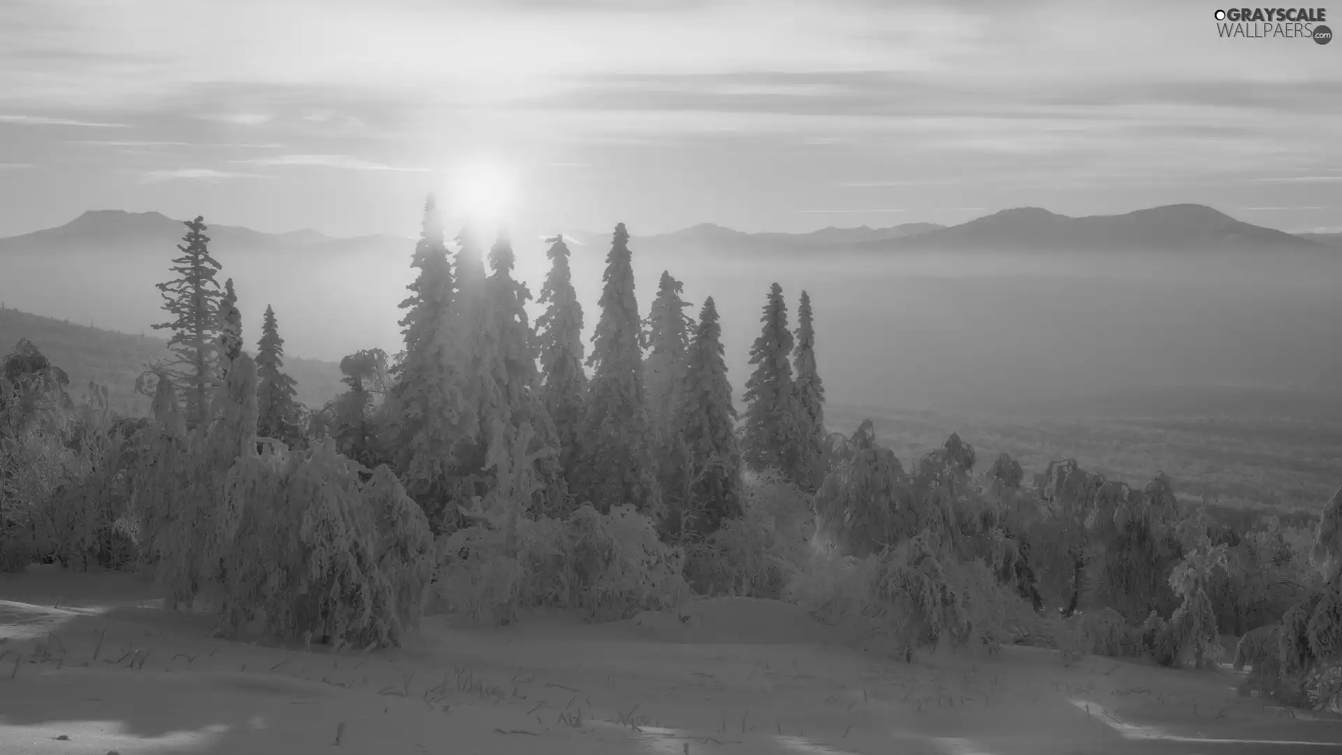 Snowy, winter, Sunrise, Fog, Spruces, Mountains