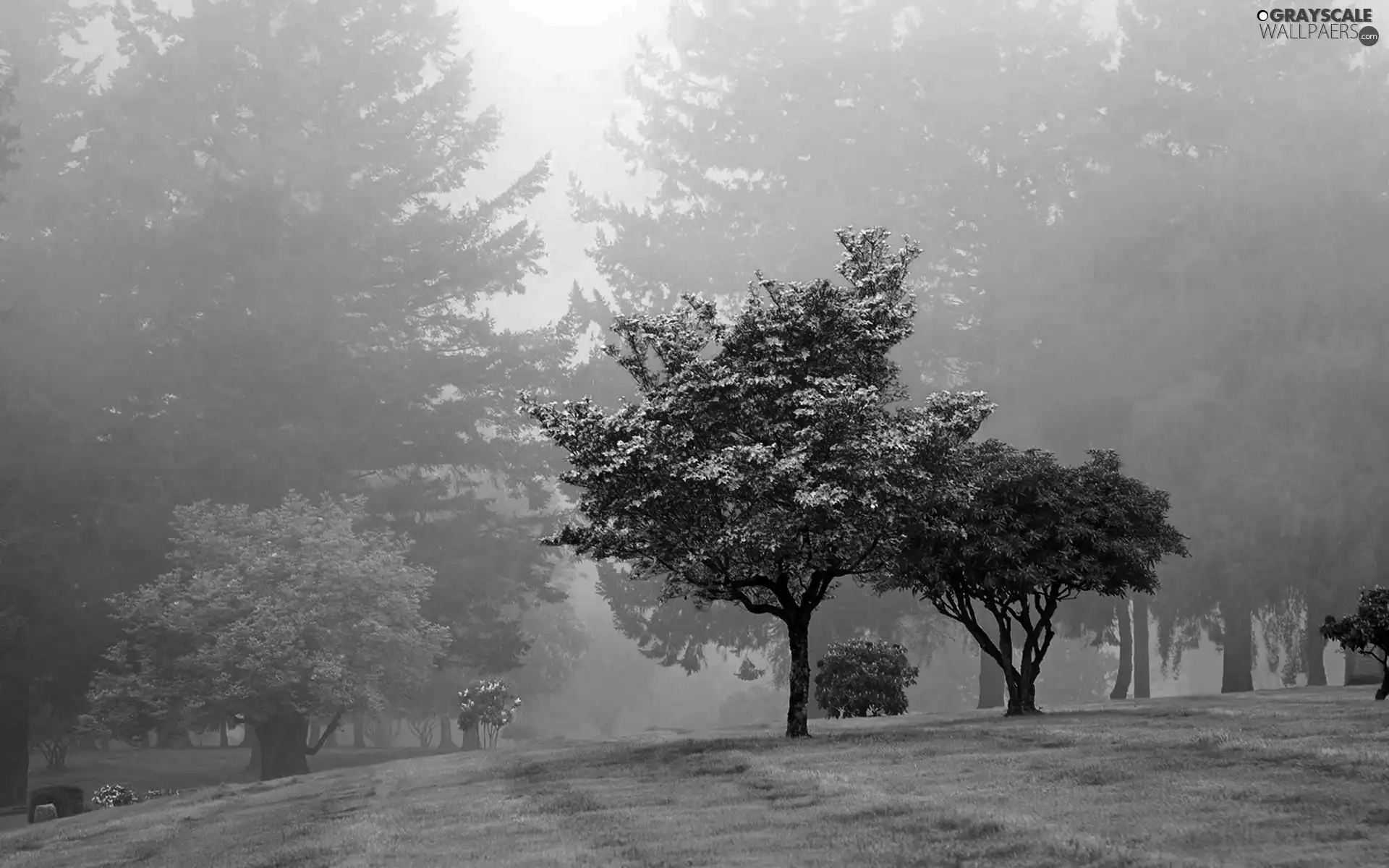 Park, viewes, Fog, trees