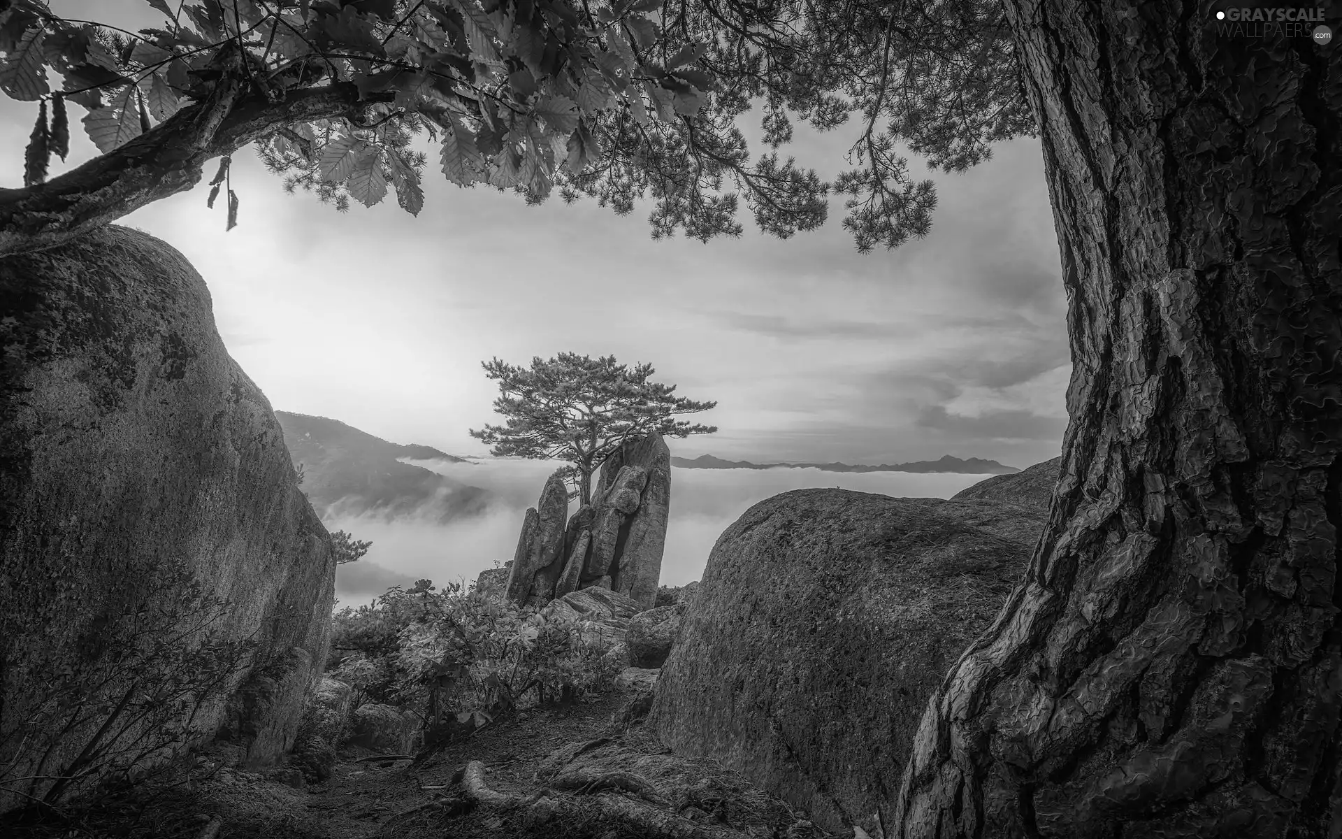 trees, rocks, pine, Fog, Mountains, viewes, trunk