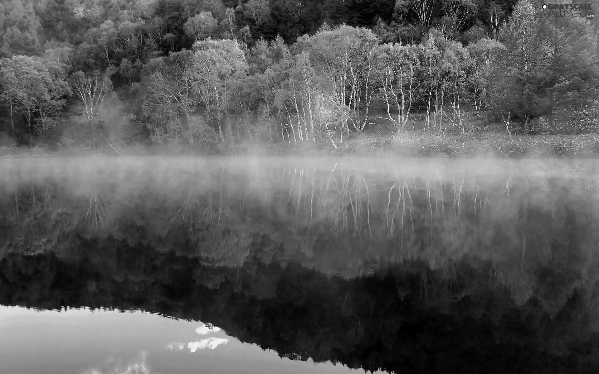 Fog, reflection, forest, River, autumn