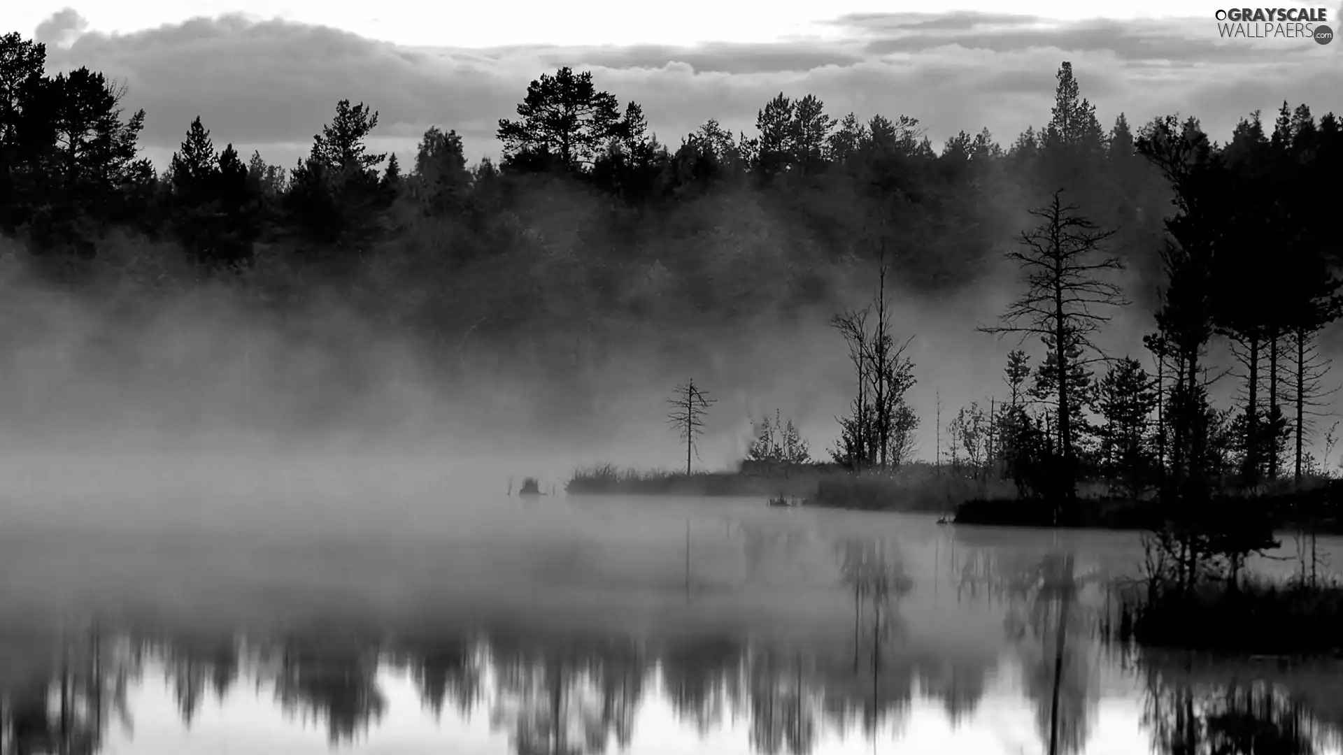 Fog, reflection, forest, lake, clouds