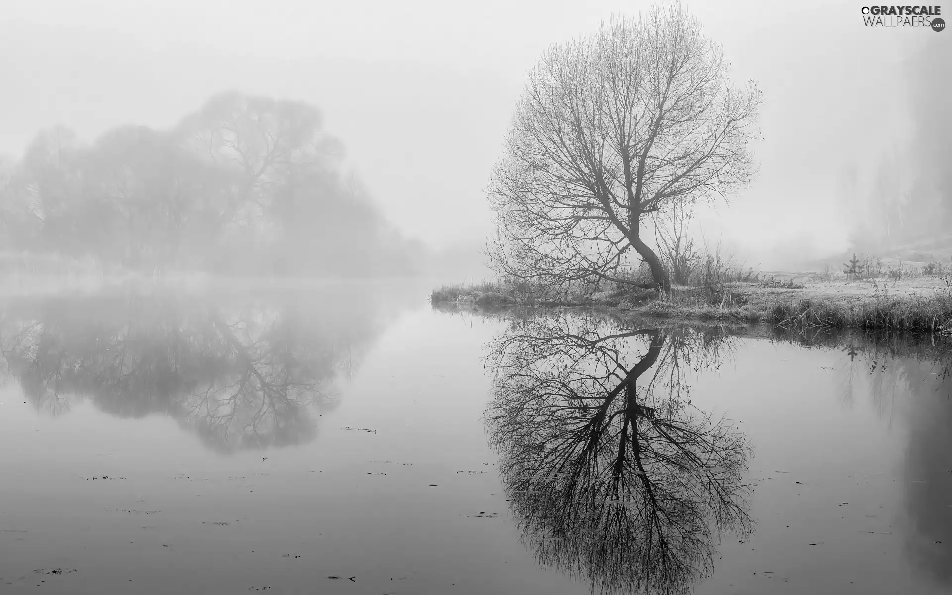 viewes, Fog, River, trees, autumn