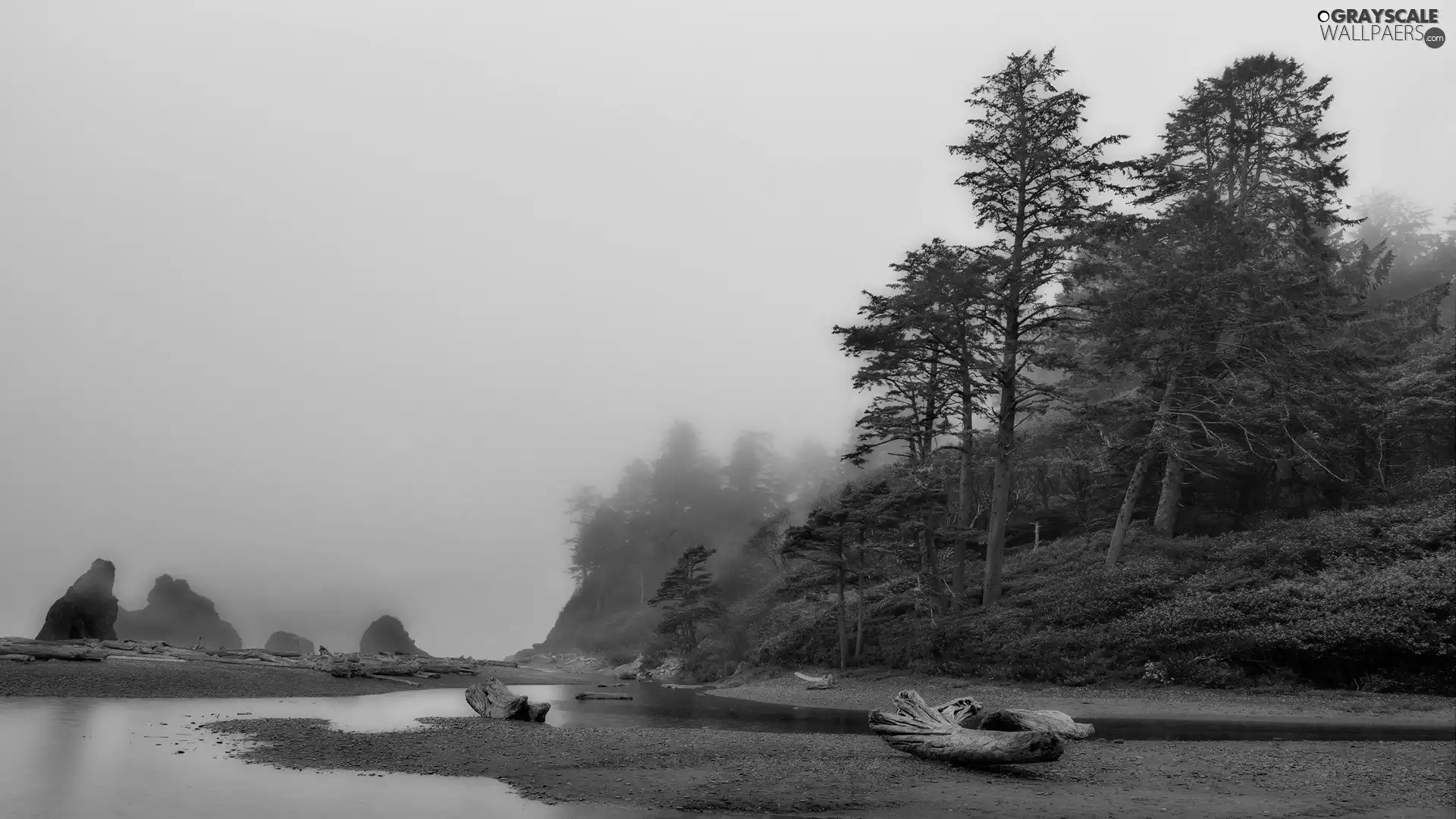 River, log, Fog, coast
