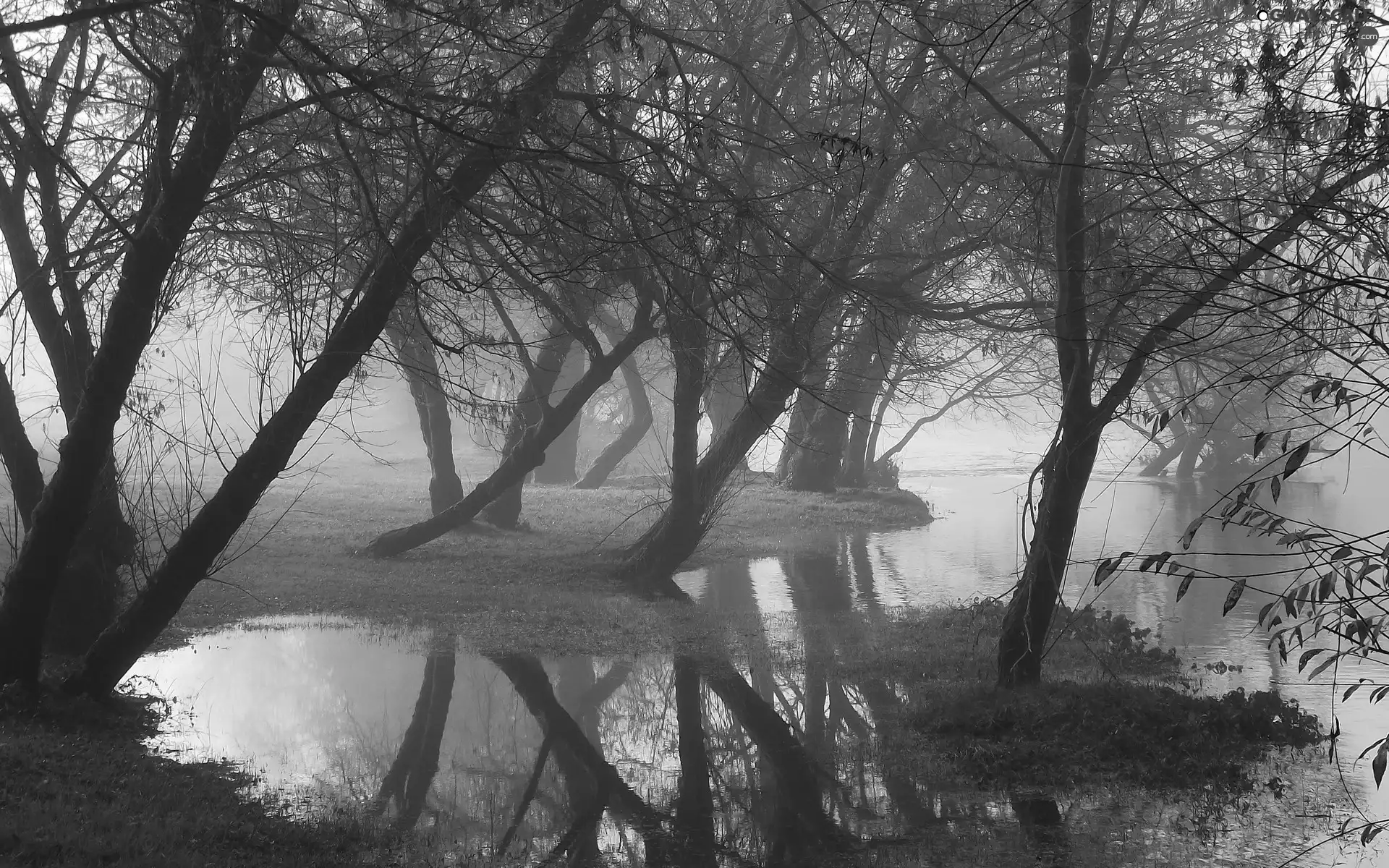 River, viewes, Fog, trees