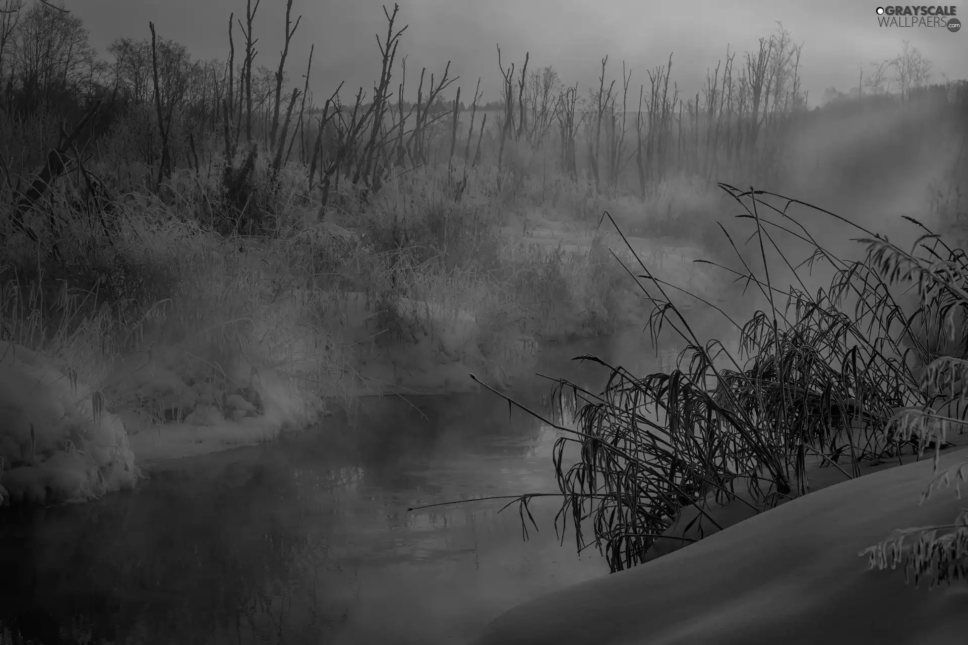 rushes, Fog, River, Bush, winter