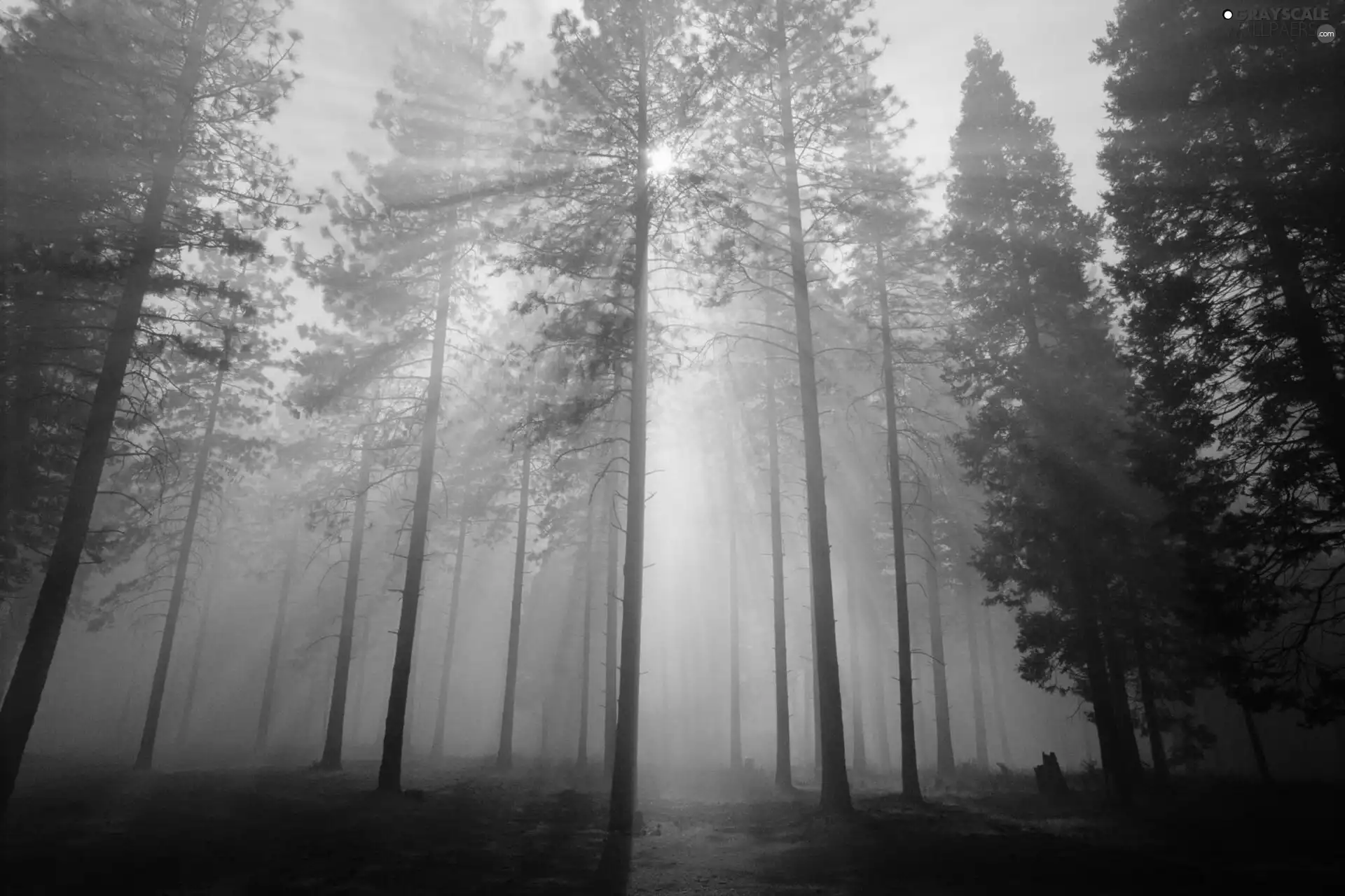 rays of the Sun, forest, Fog
