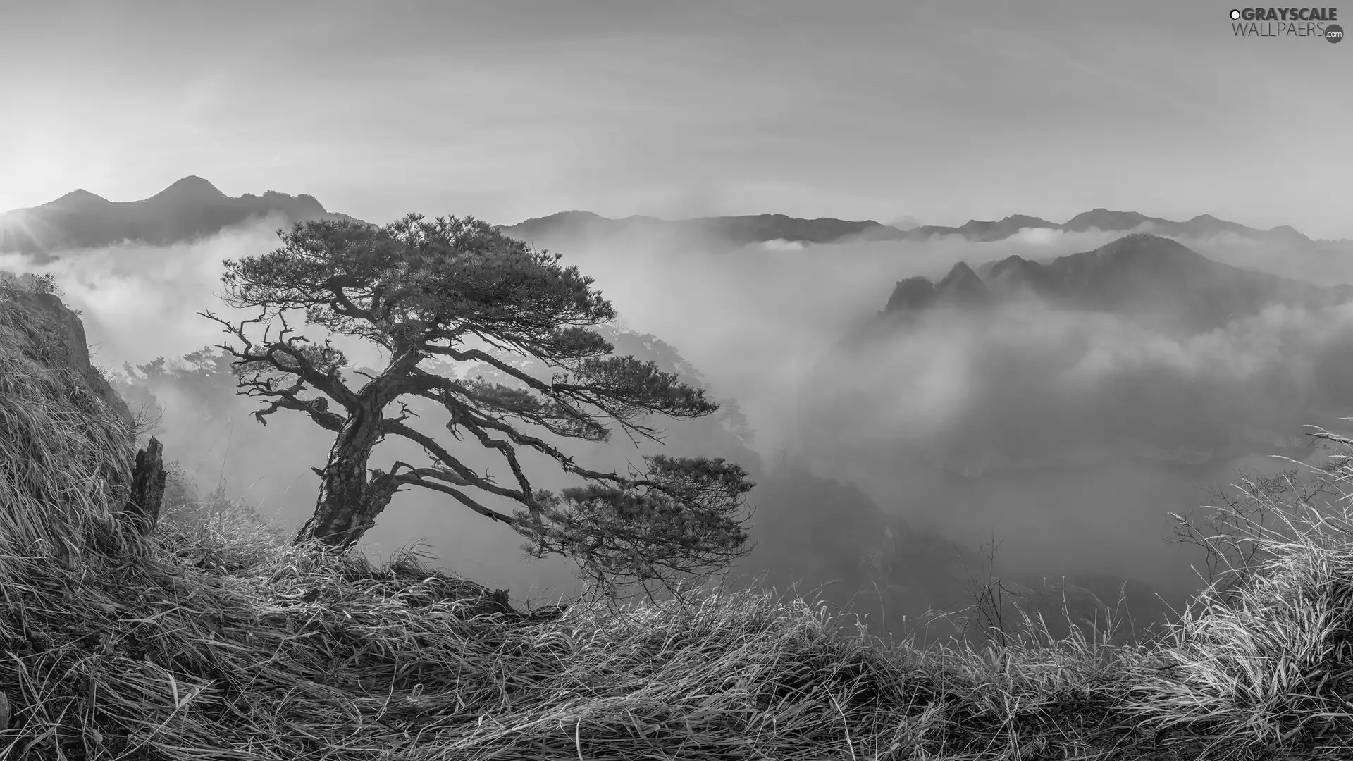 grass, Fog, Sunrise, pine, Mountains