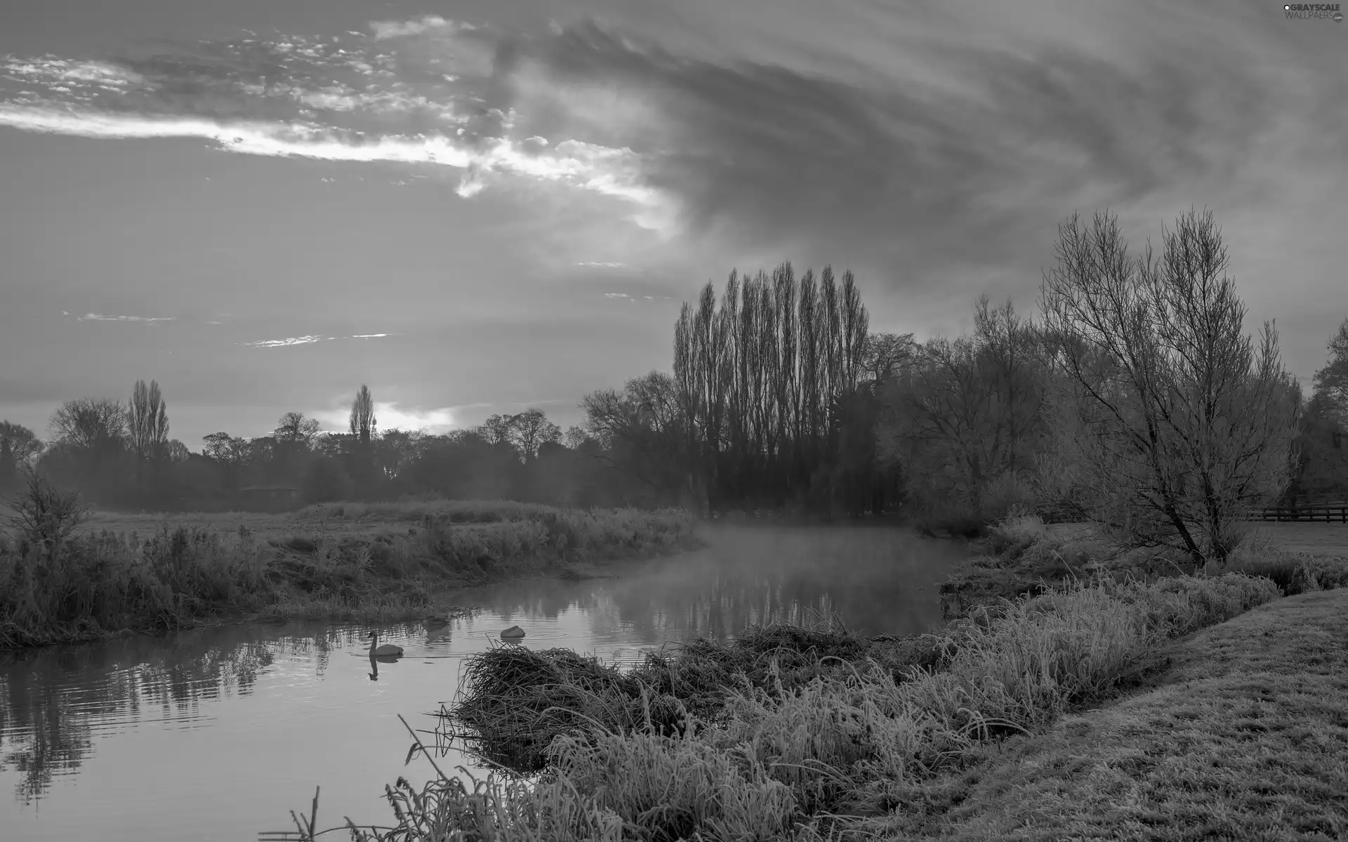 Fog, Great Sunsets, clouds, trees, Swan, River, winter, viewes