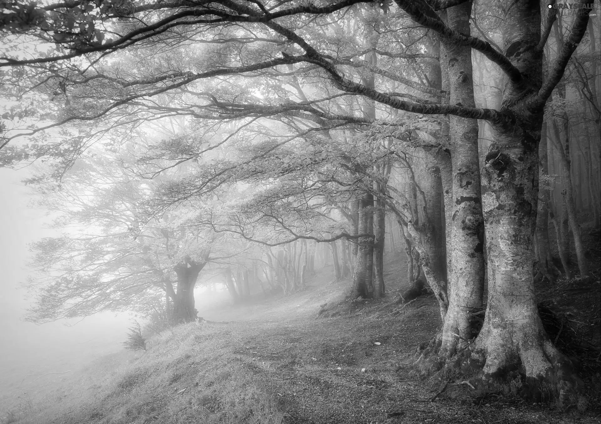 Way, Fog, trees, viewes, autumn