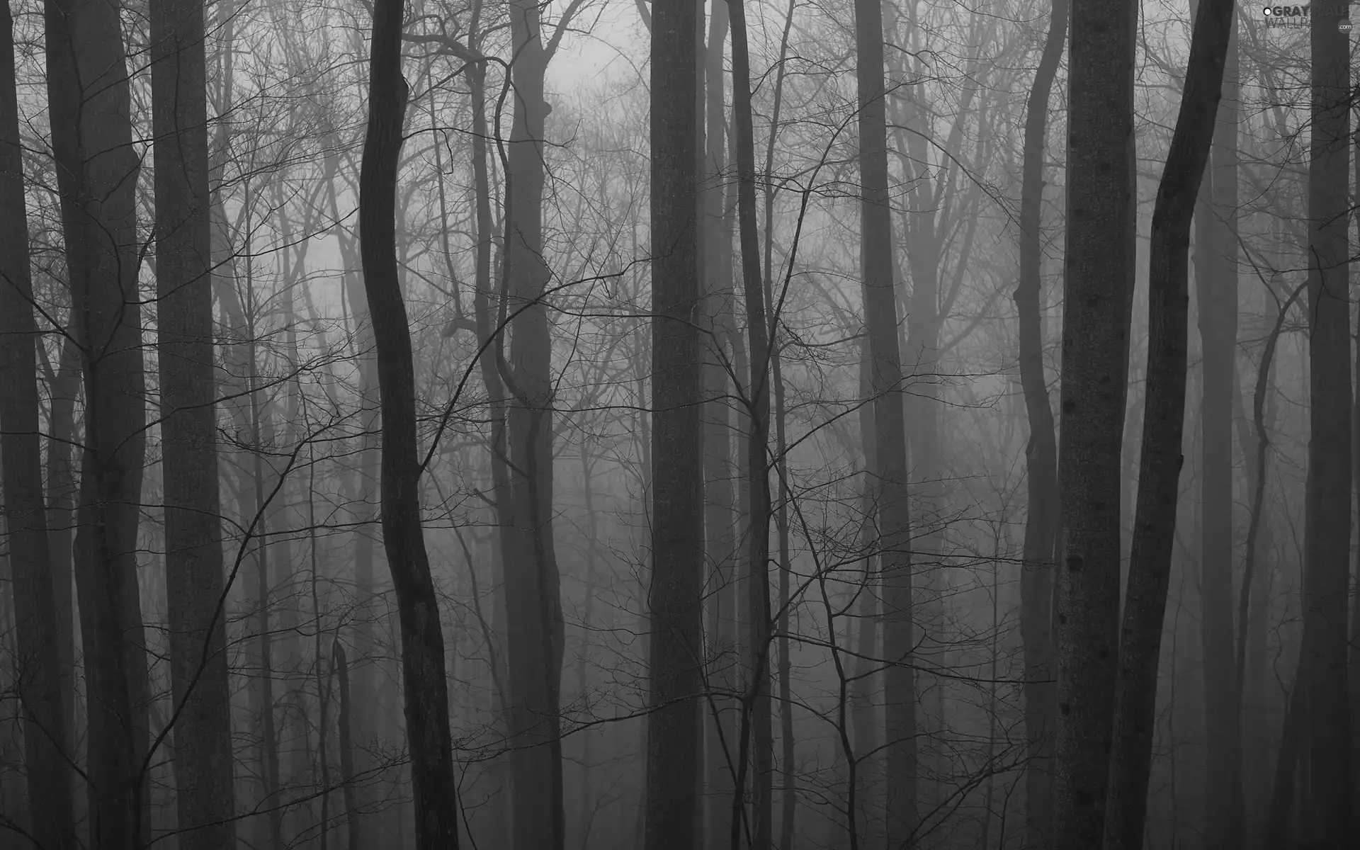 trees, dark, Fog, viewes