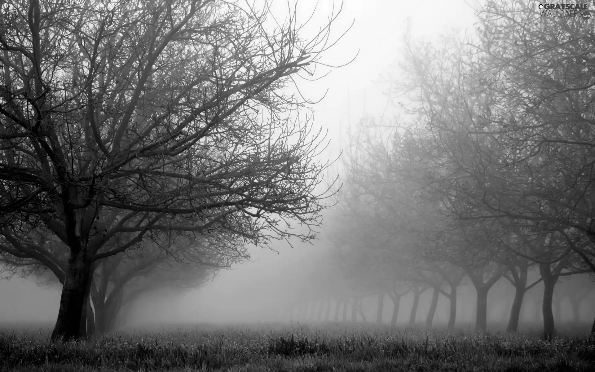 trees, grass, Fog, viewes