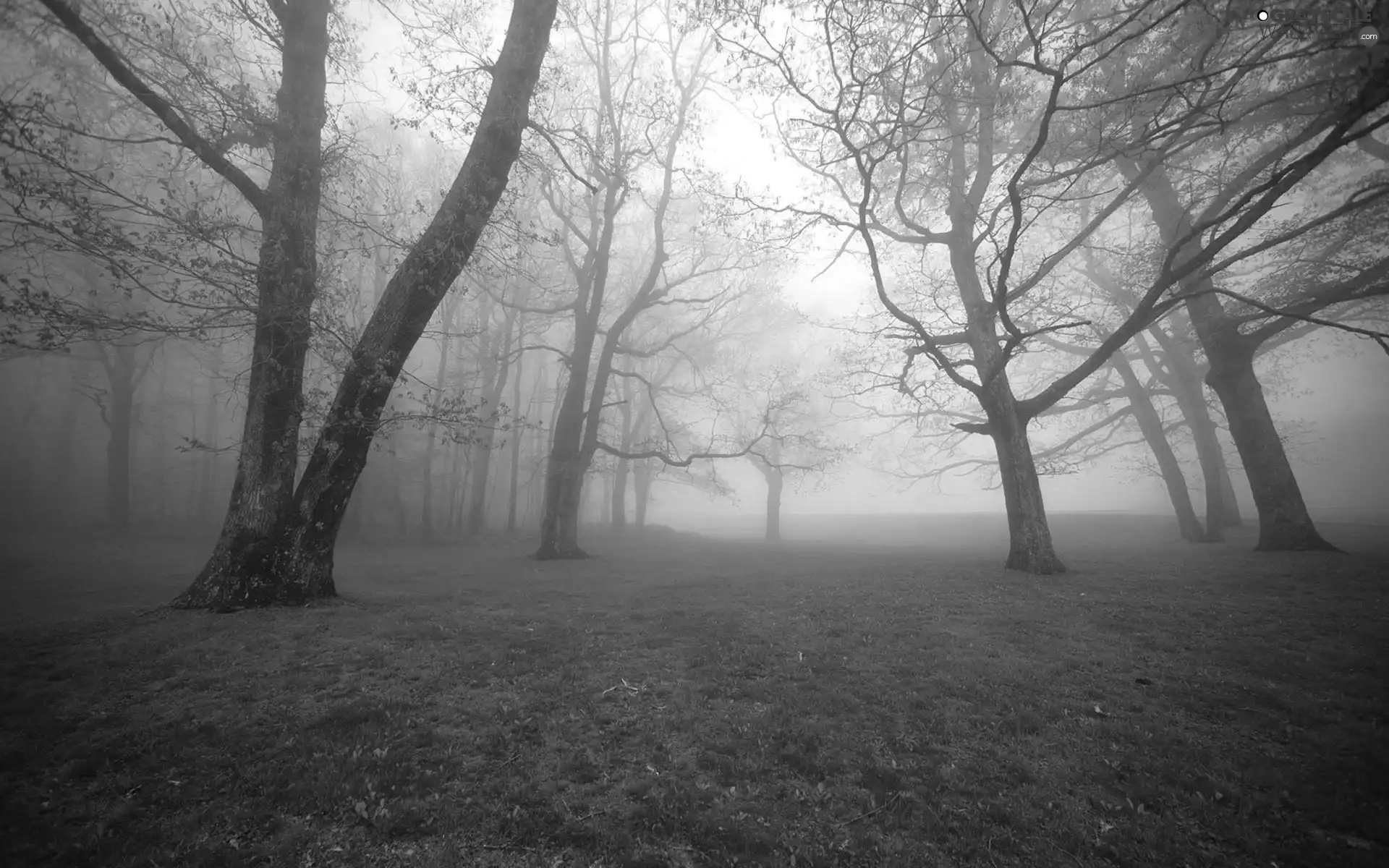 trees, grass, Fog, viewes