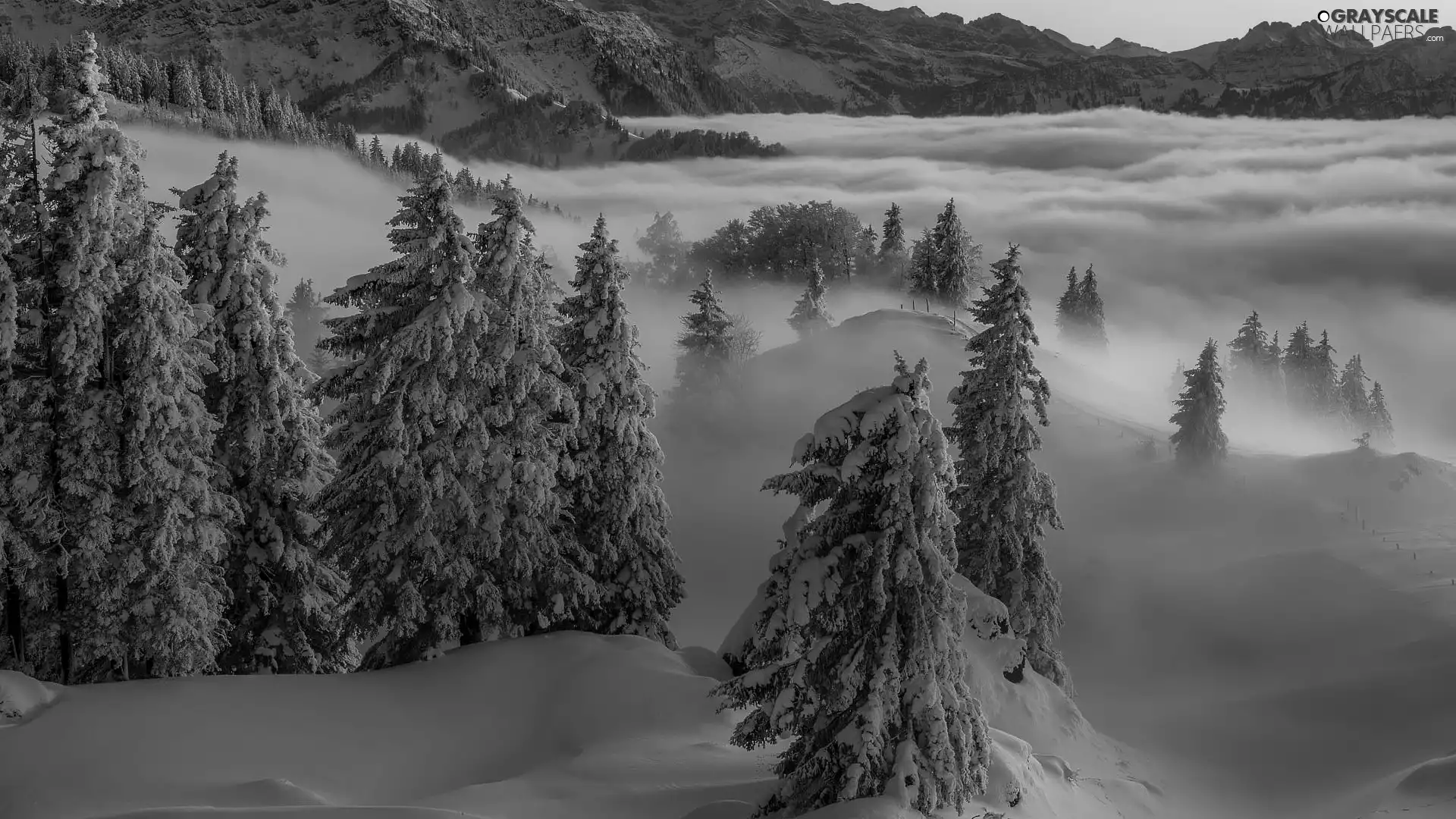 viewes, winter, Mountains, Fog, Spruces, trees