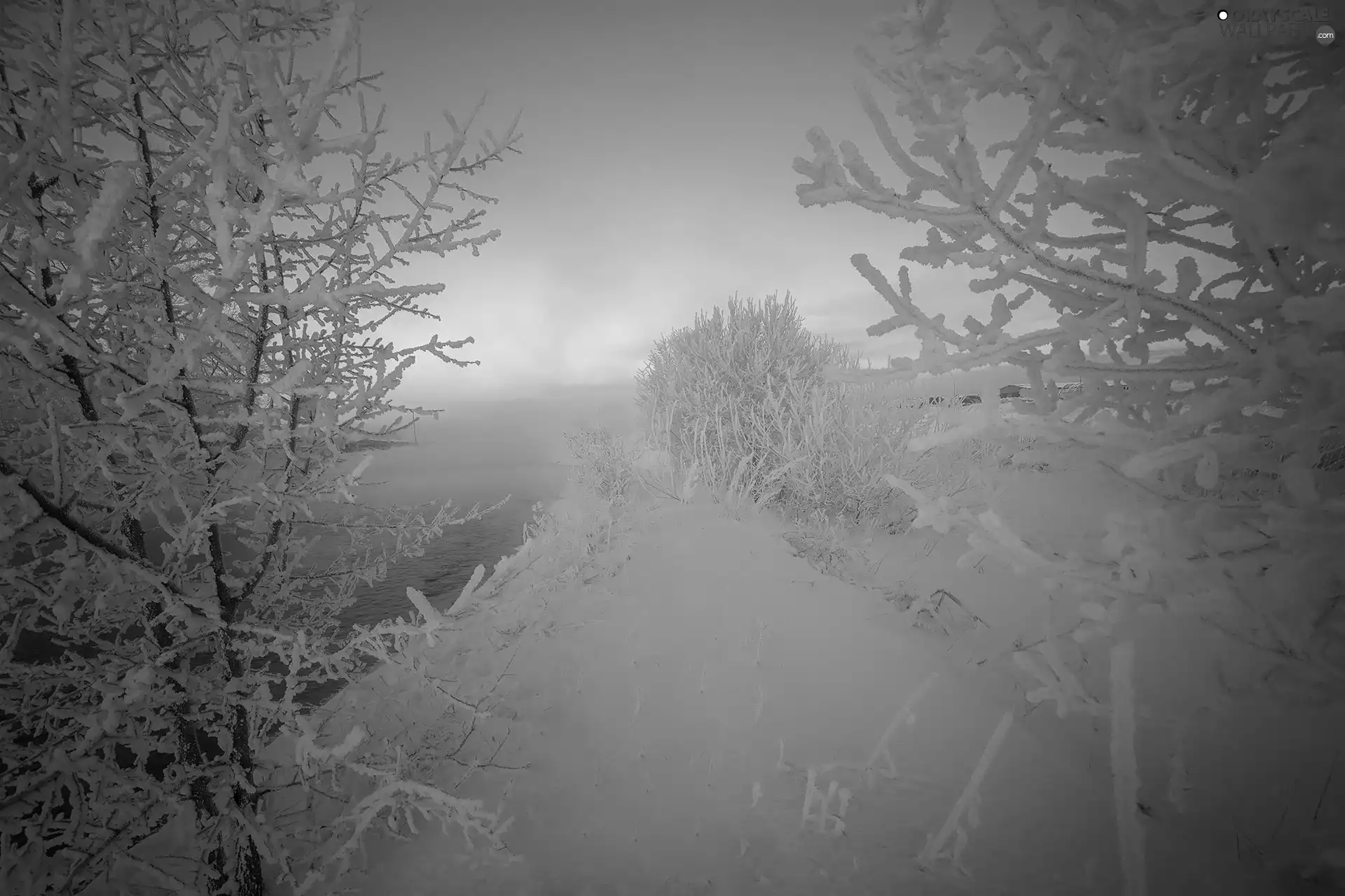 viewes, winter, River, Fog, Bush, trees