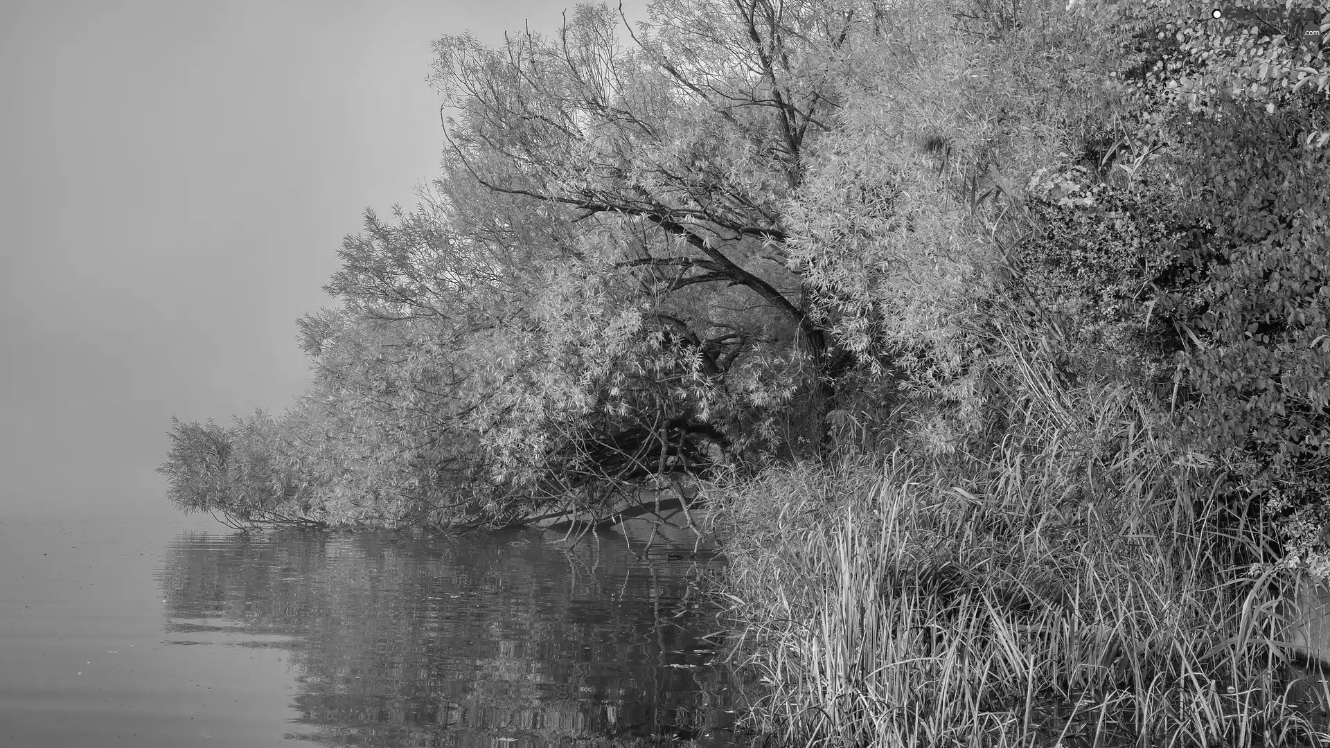 viewes, autumn, River, Fog, rushes, trees