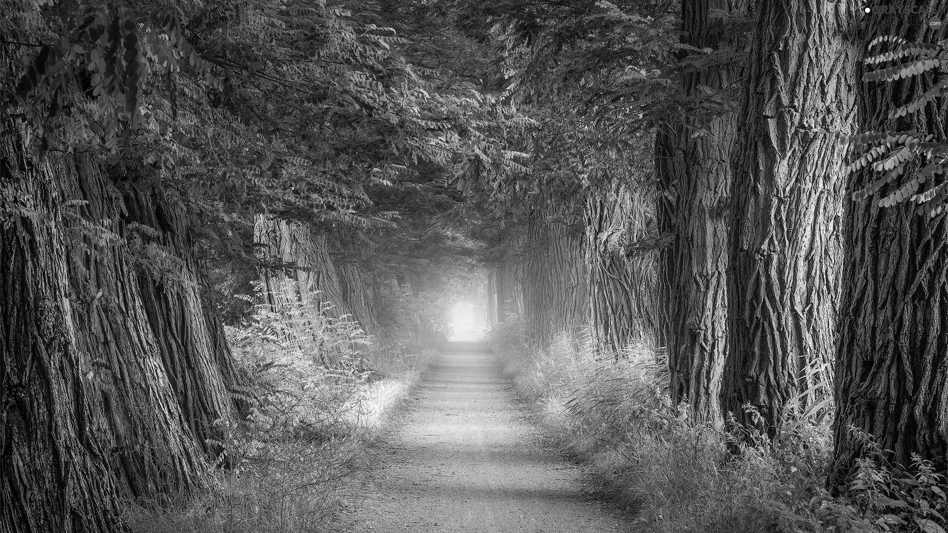 VEGETATION, Fog, trees, viewes, Way