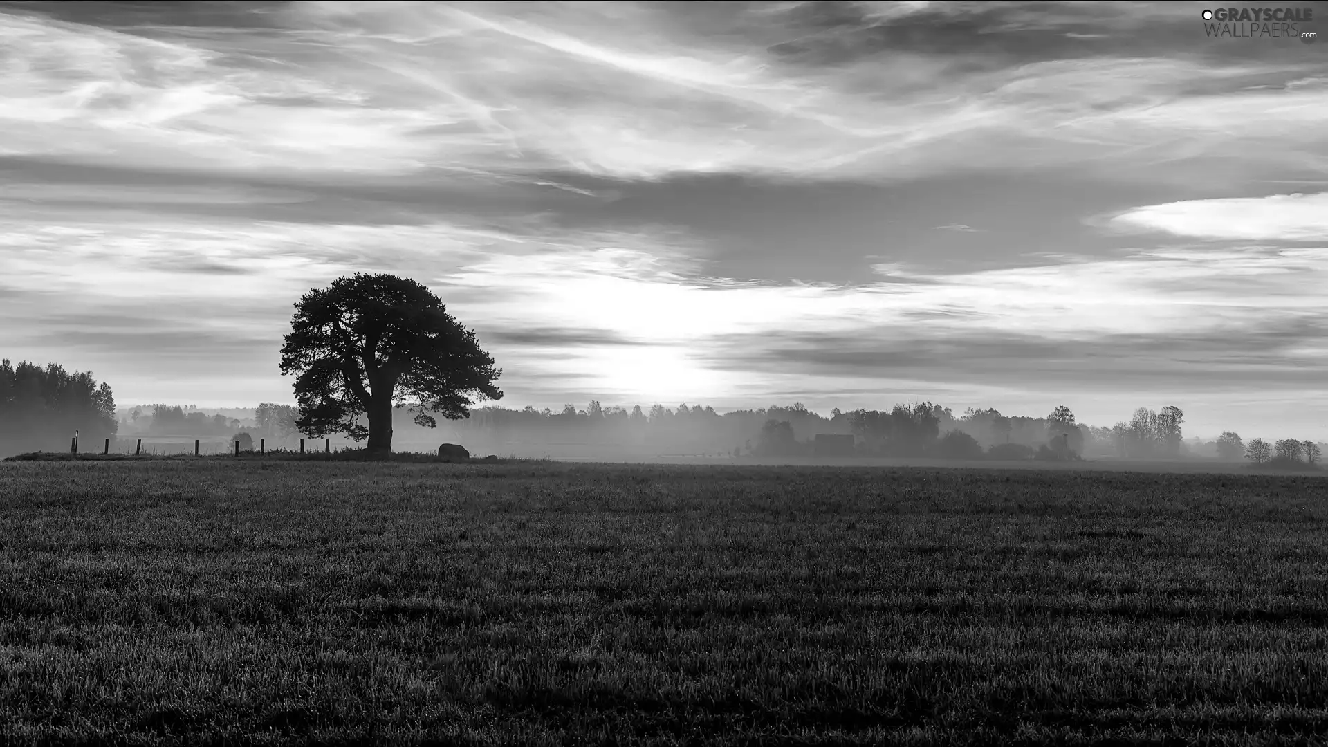 Fog, trees, sun, Field, west