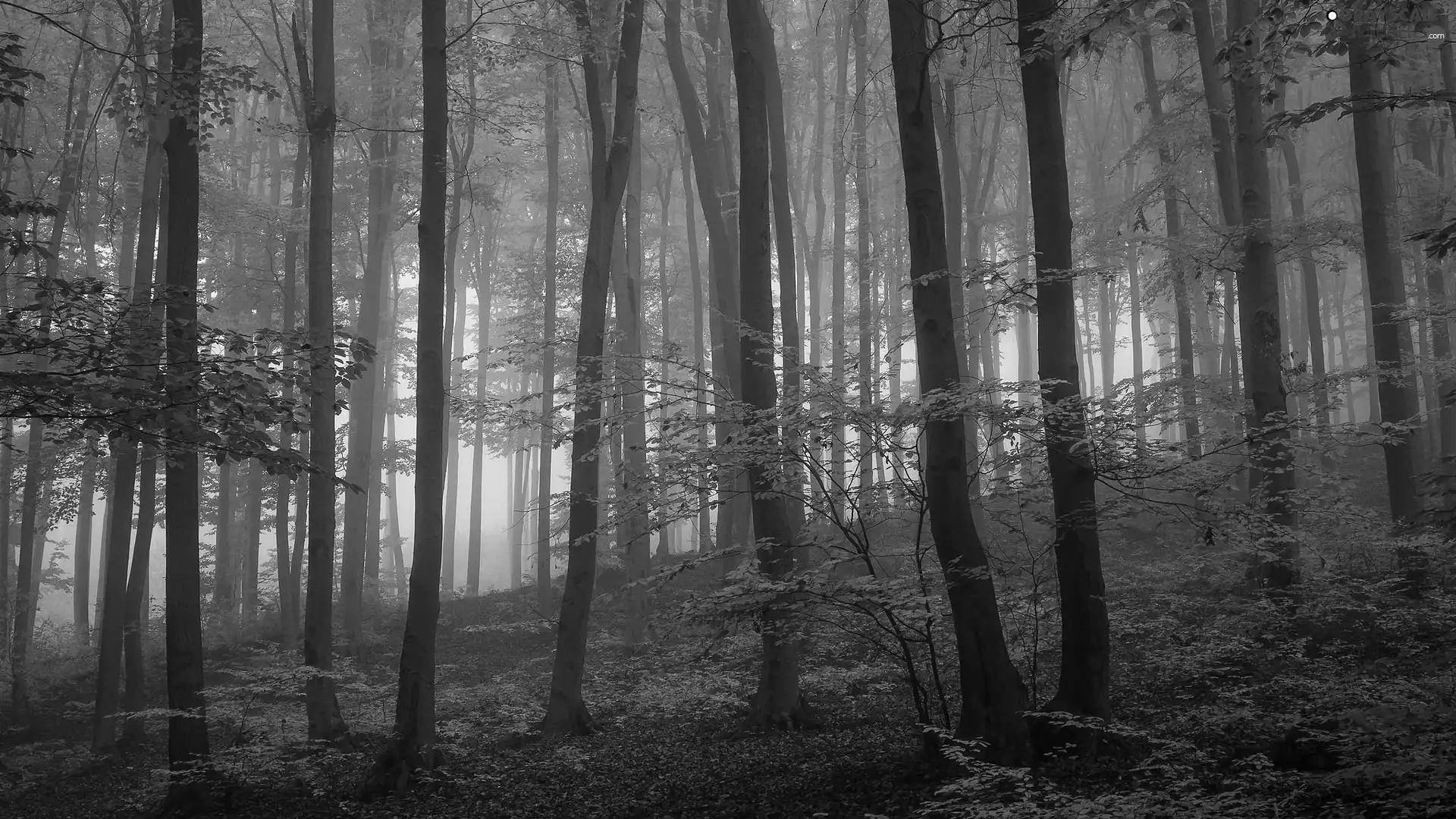 forest, Fog, viewes, autumn, trees