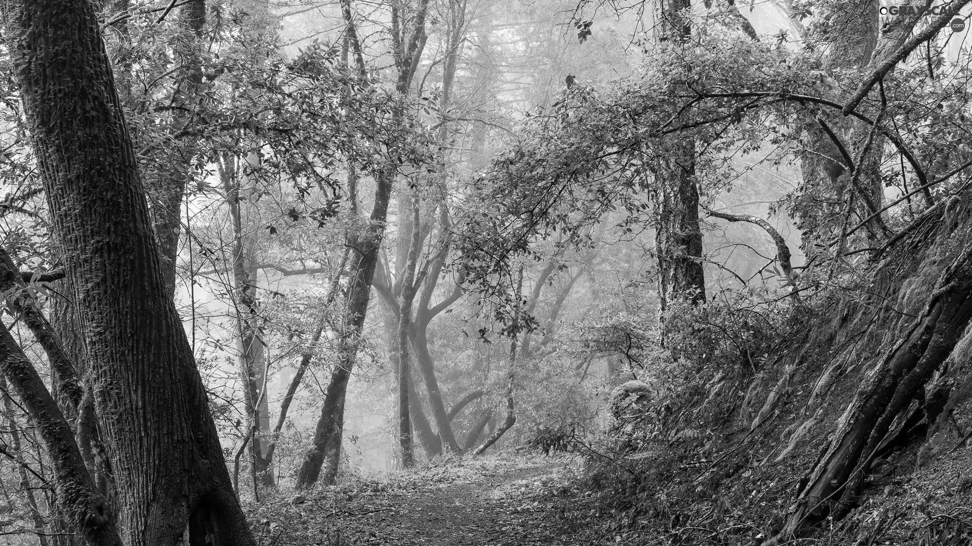 scarp, Fog, viewes, Way, trees