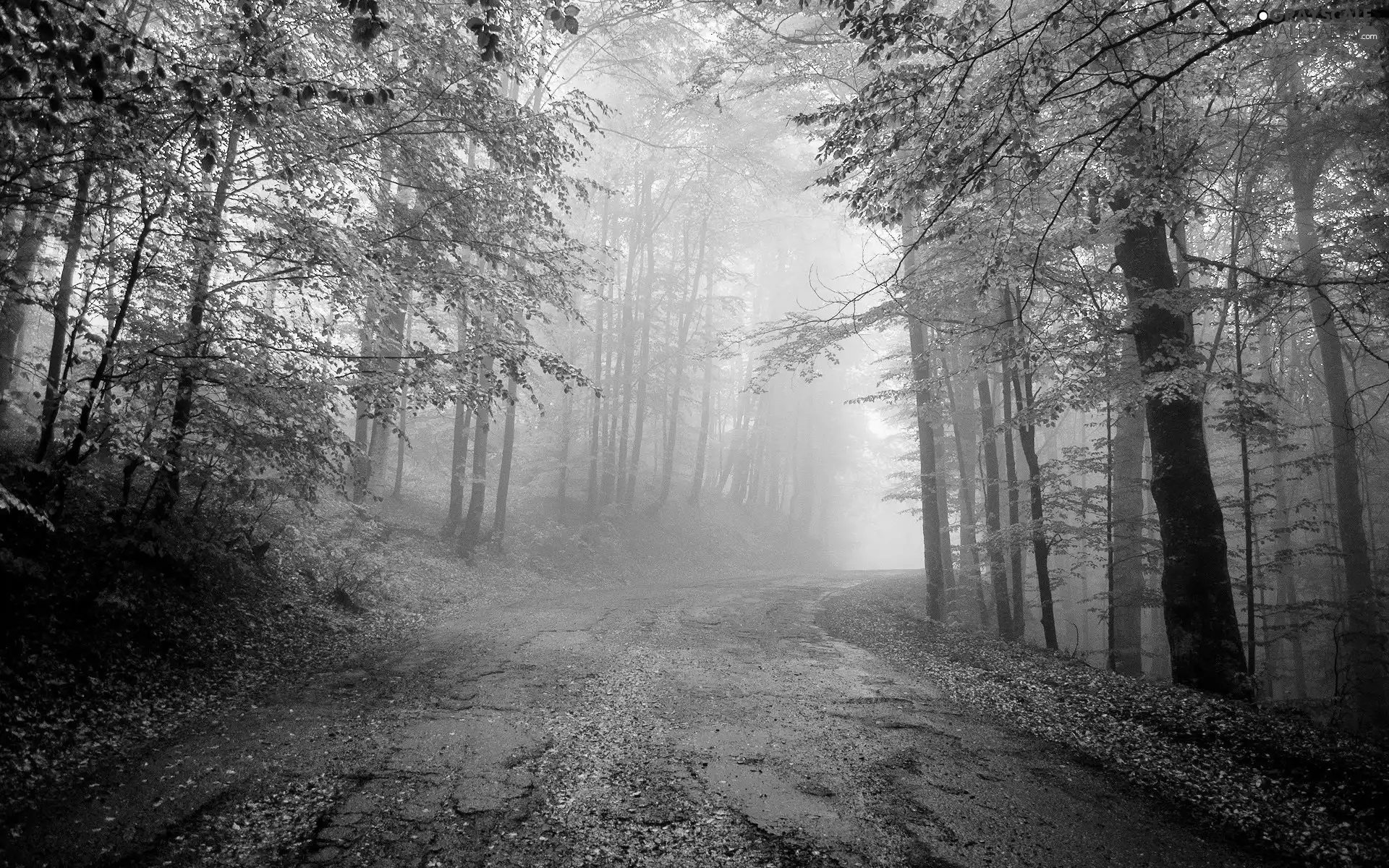Fog, forest, Way