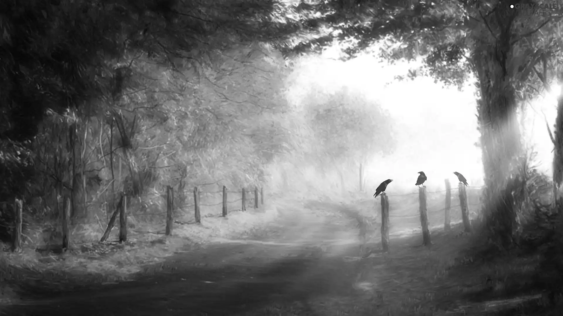 Way, viewes, Fog, trees