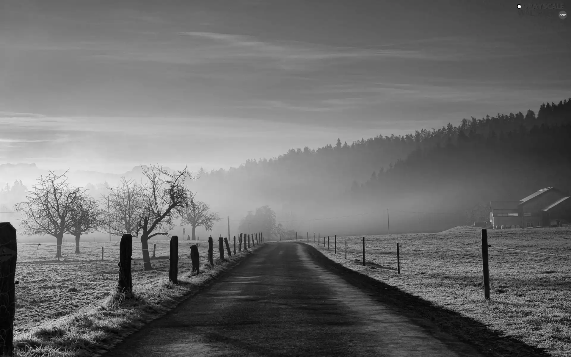 Way, woods, Fog, fence