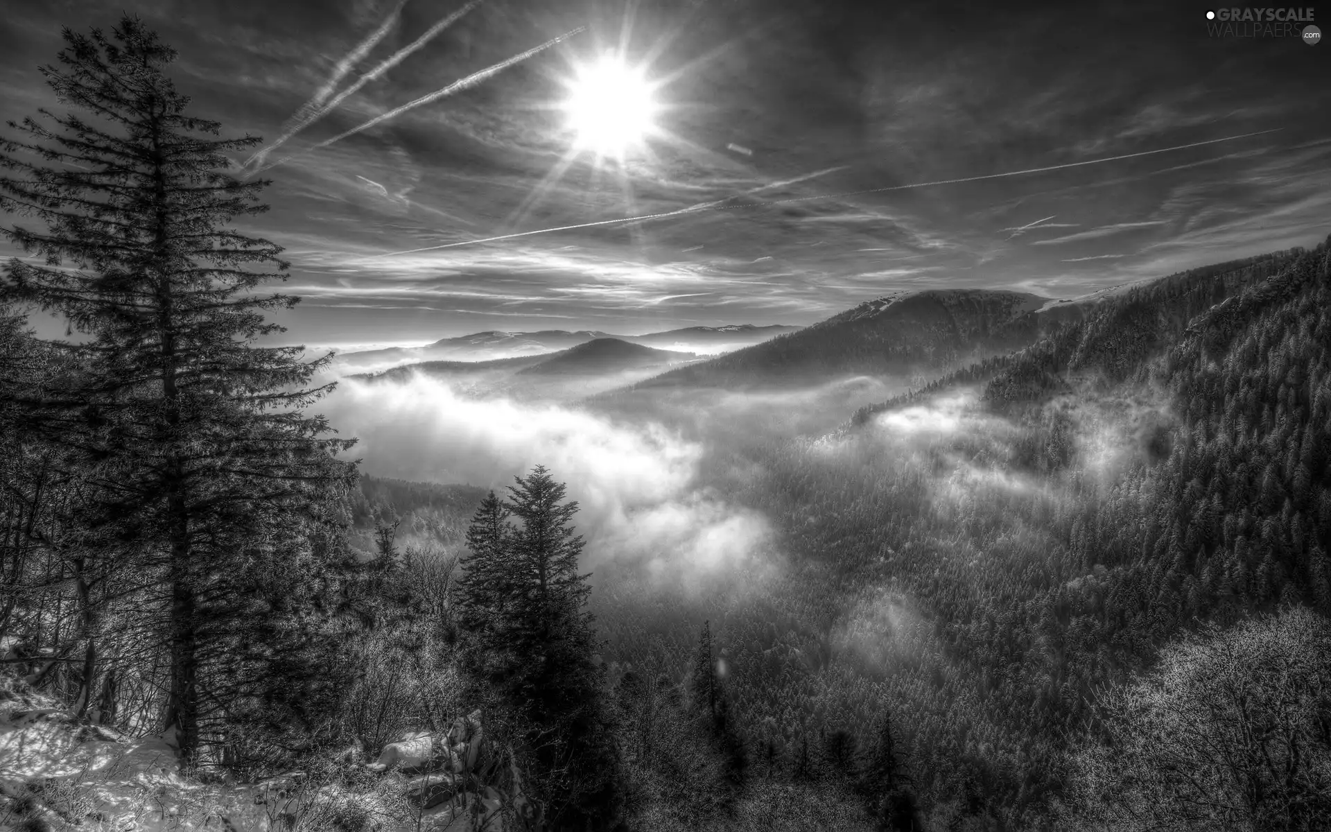 Fog, Mountains, woods