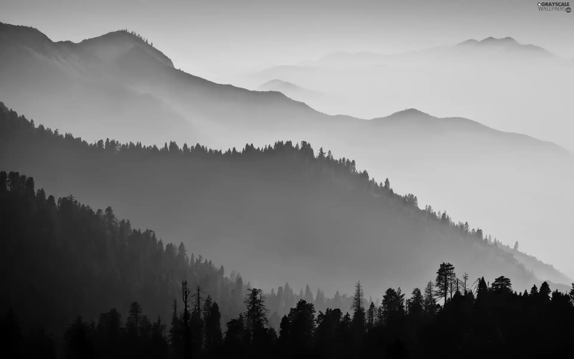 Fog, Mountains, woods