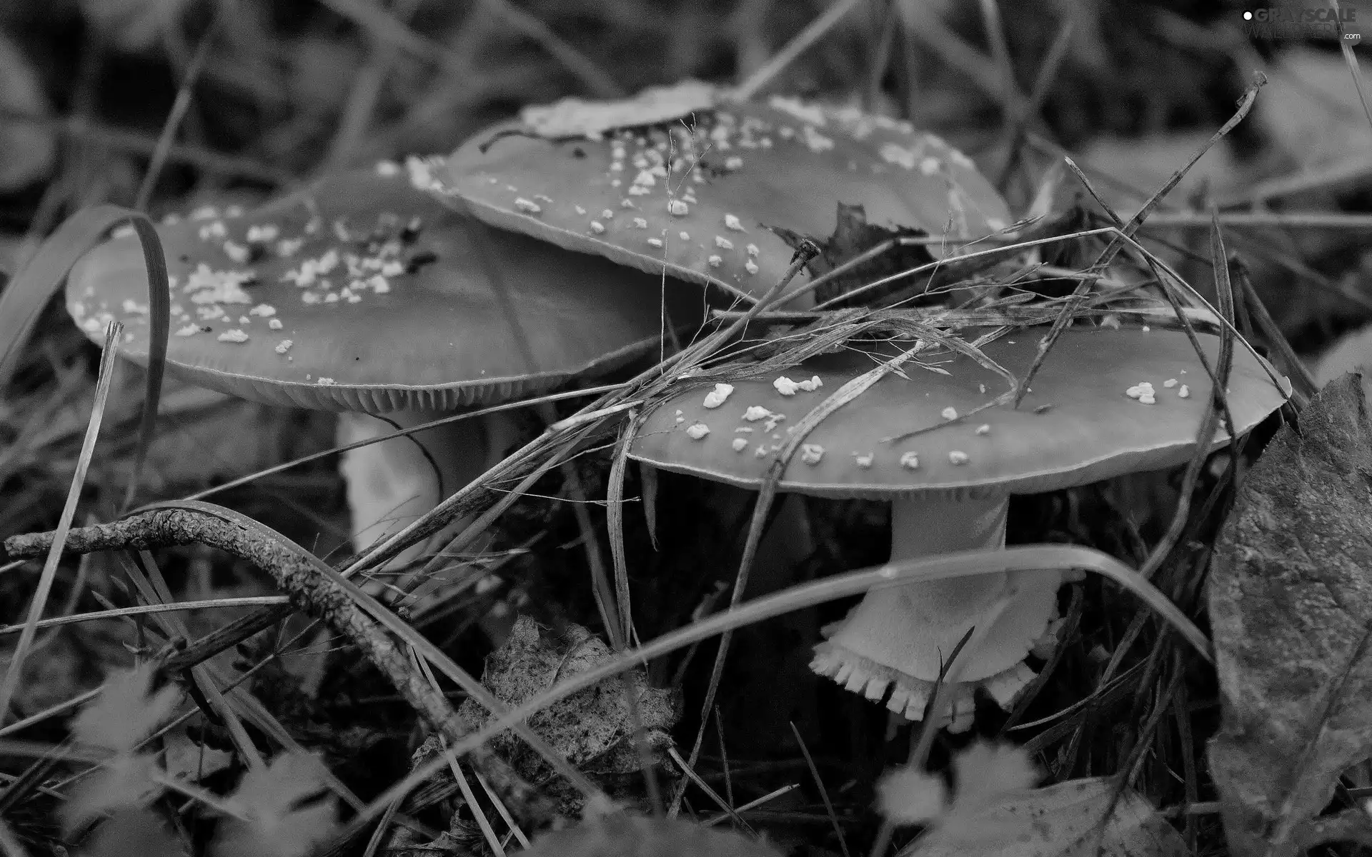 foliage, mushrooms, toadstools