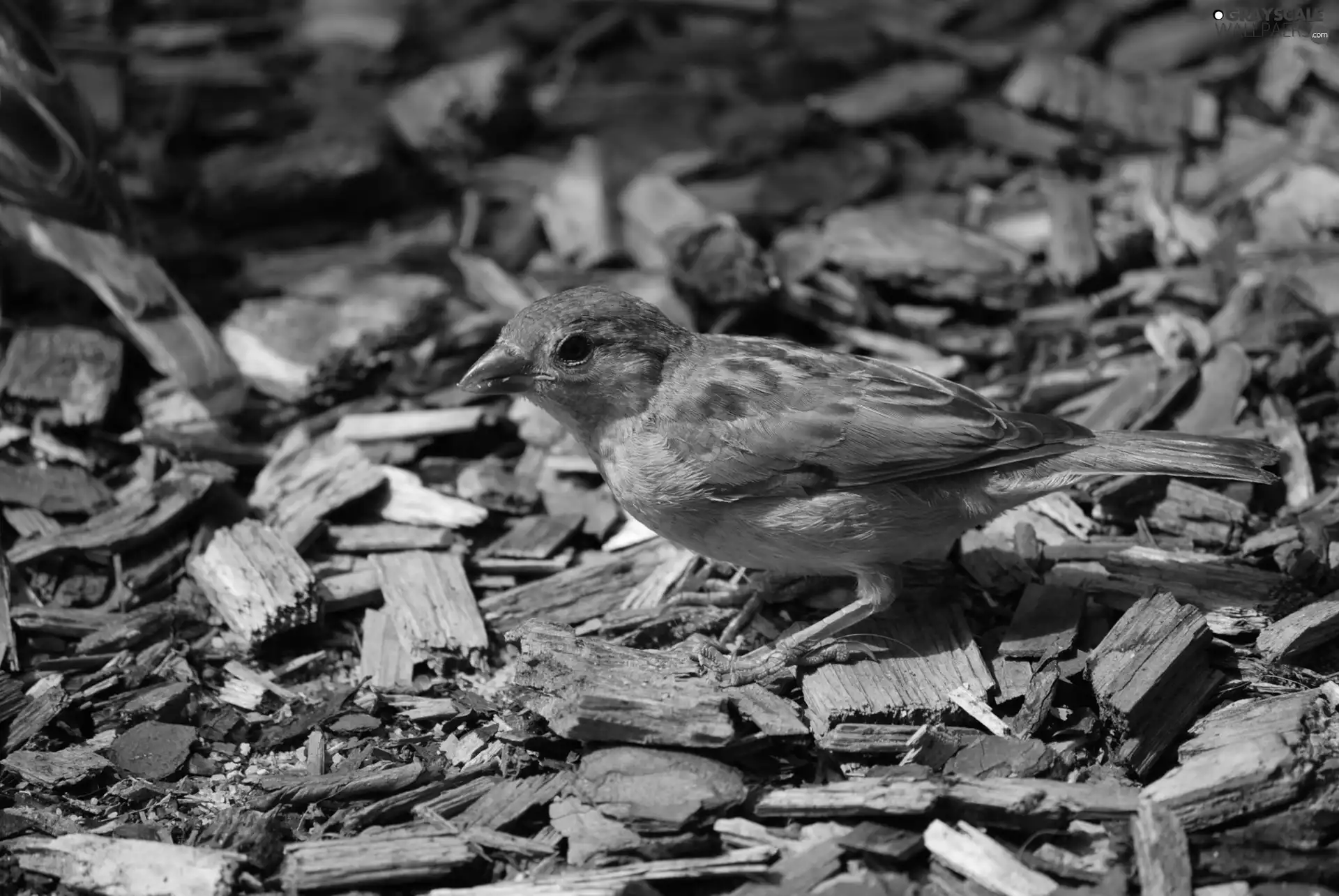 sparrow, food