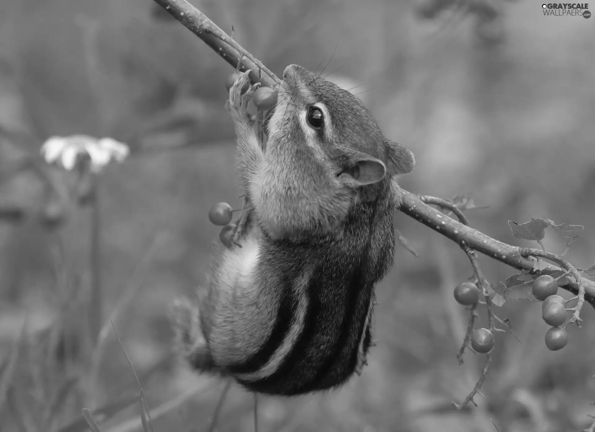 food, Chipmunk, twig