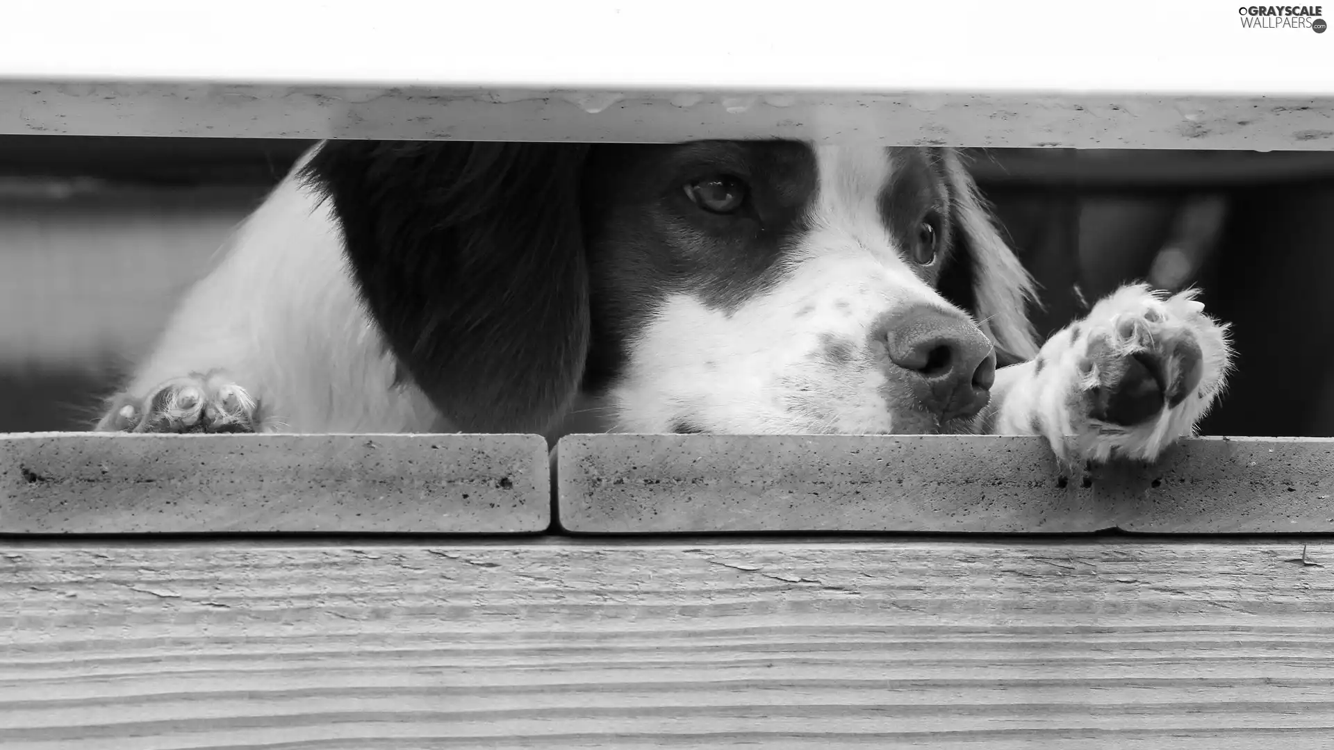 dog, footbridge