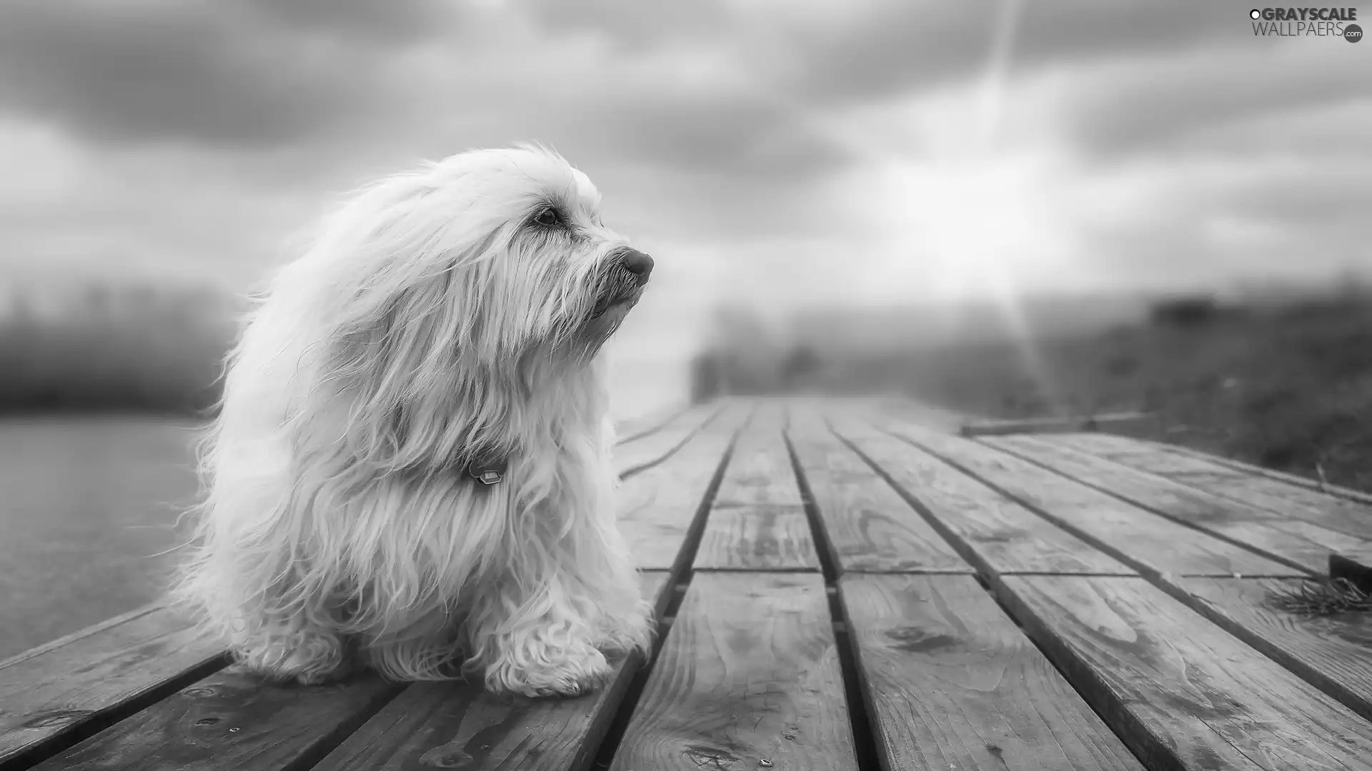 footbridge, dog, Havanese