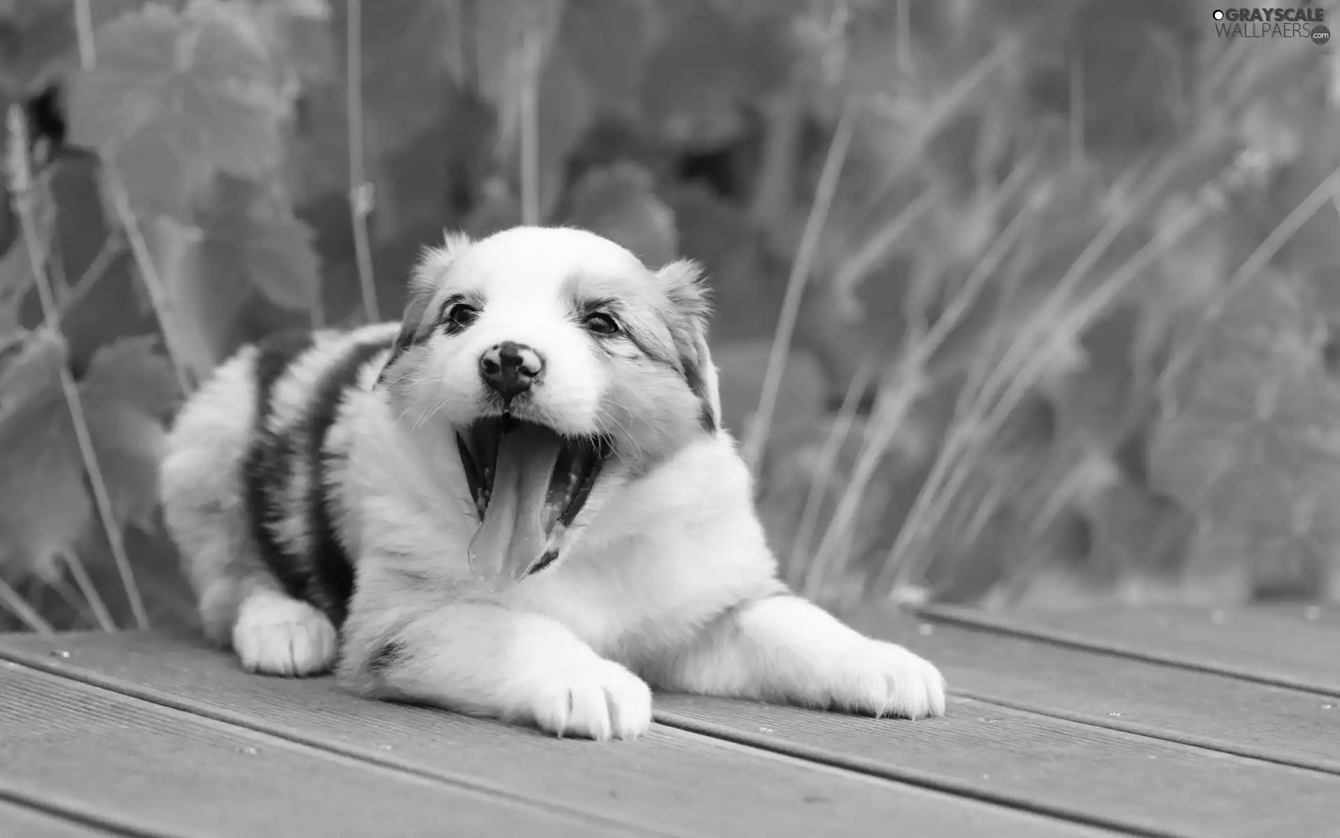 honeyed, Australian Shepherd, footbridge, Puppy