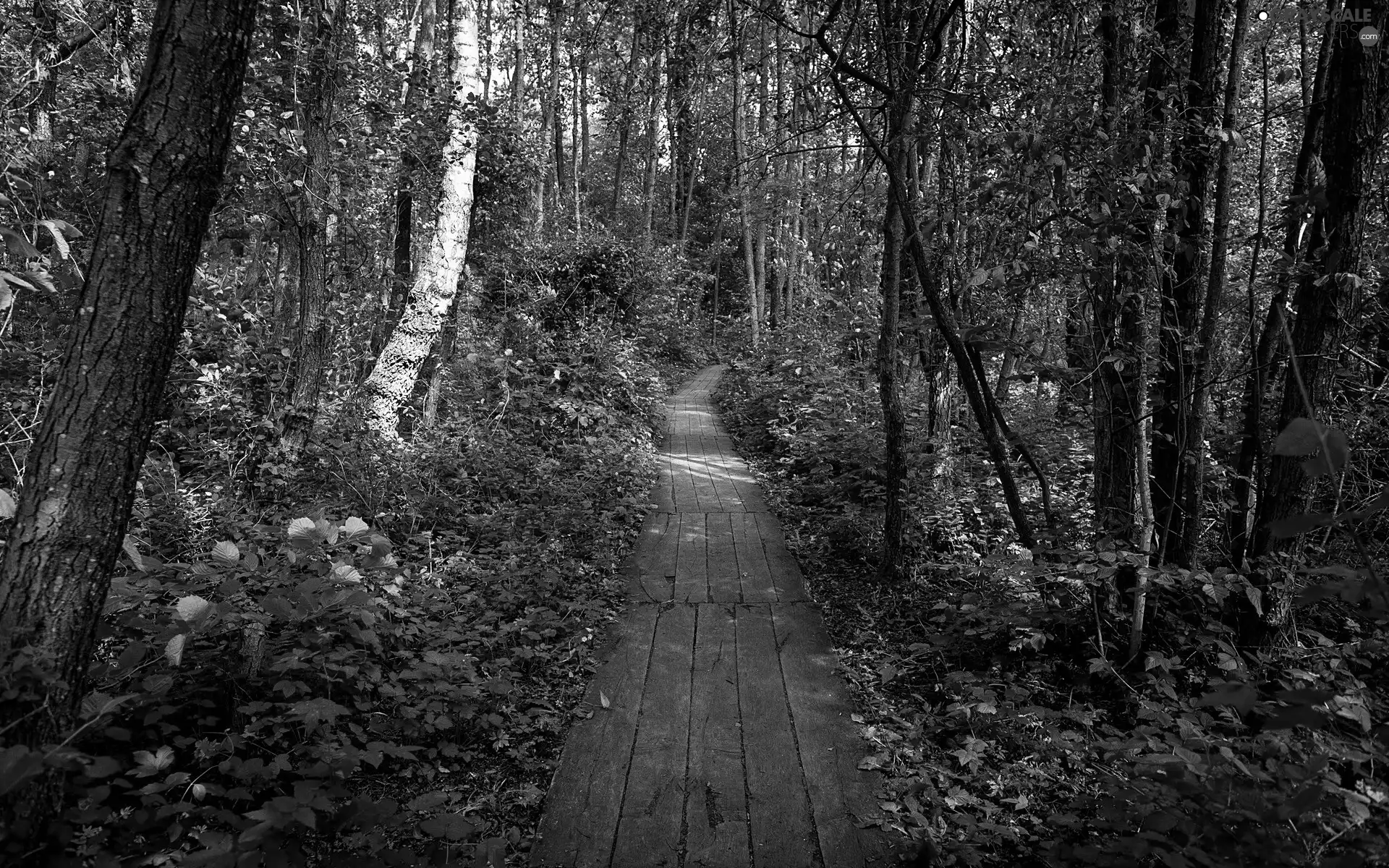footbridge, forest, Path
