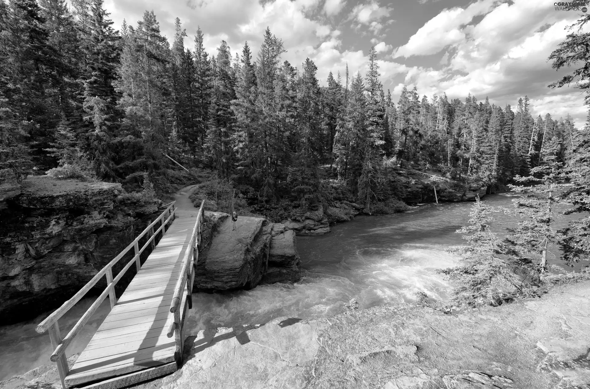 footbridge, woods, River
